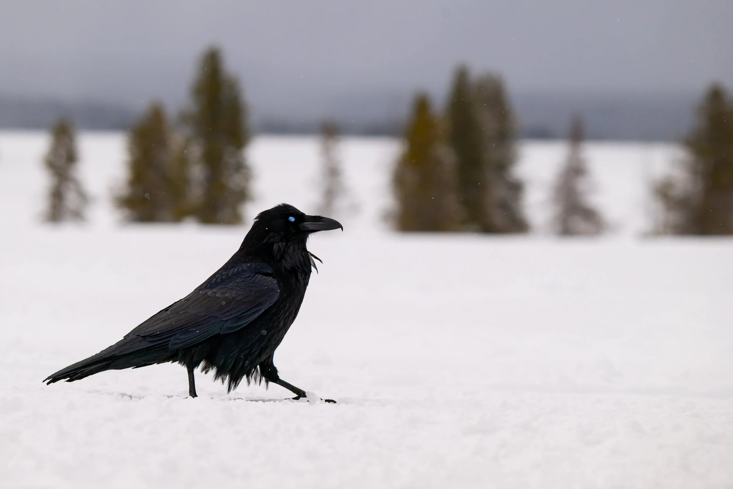 Pleased to have caught the nictitating membrane