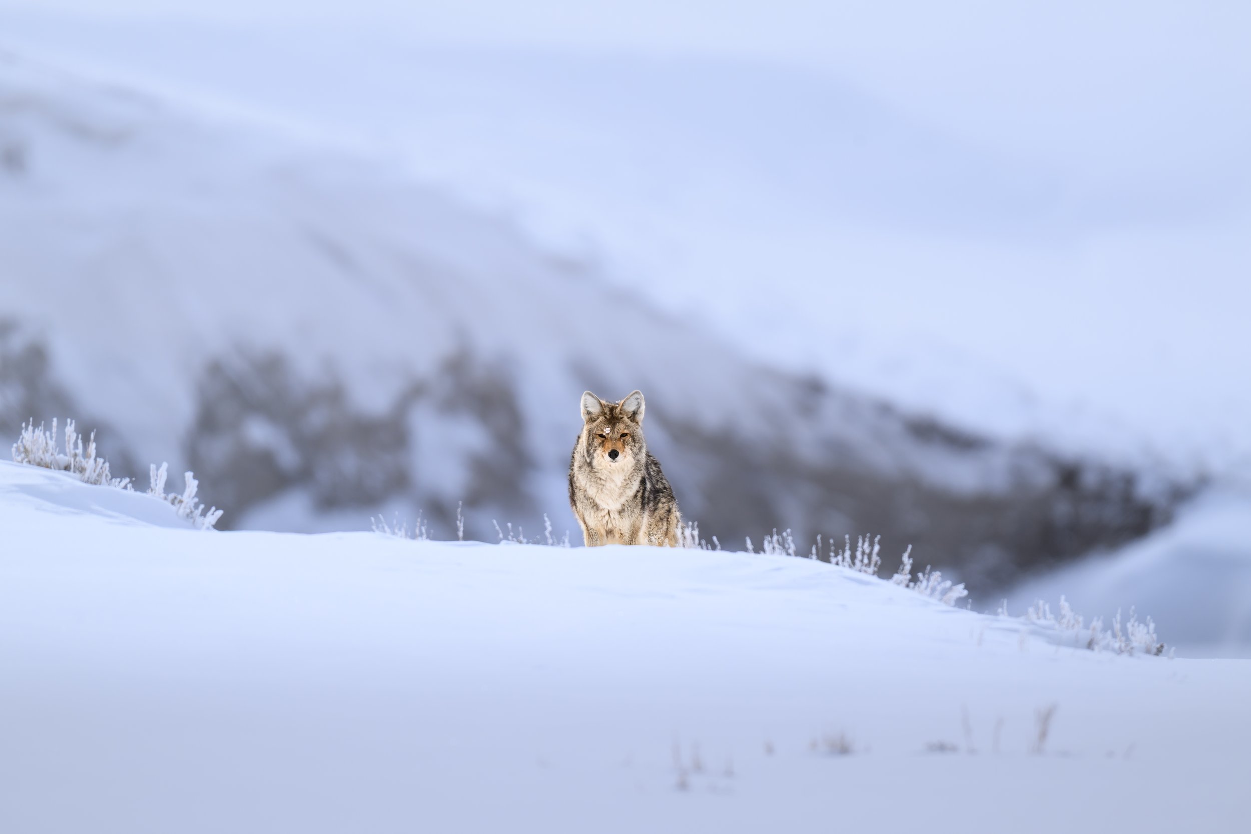 Consideration by Coyote