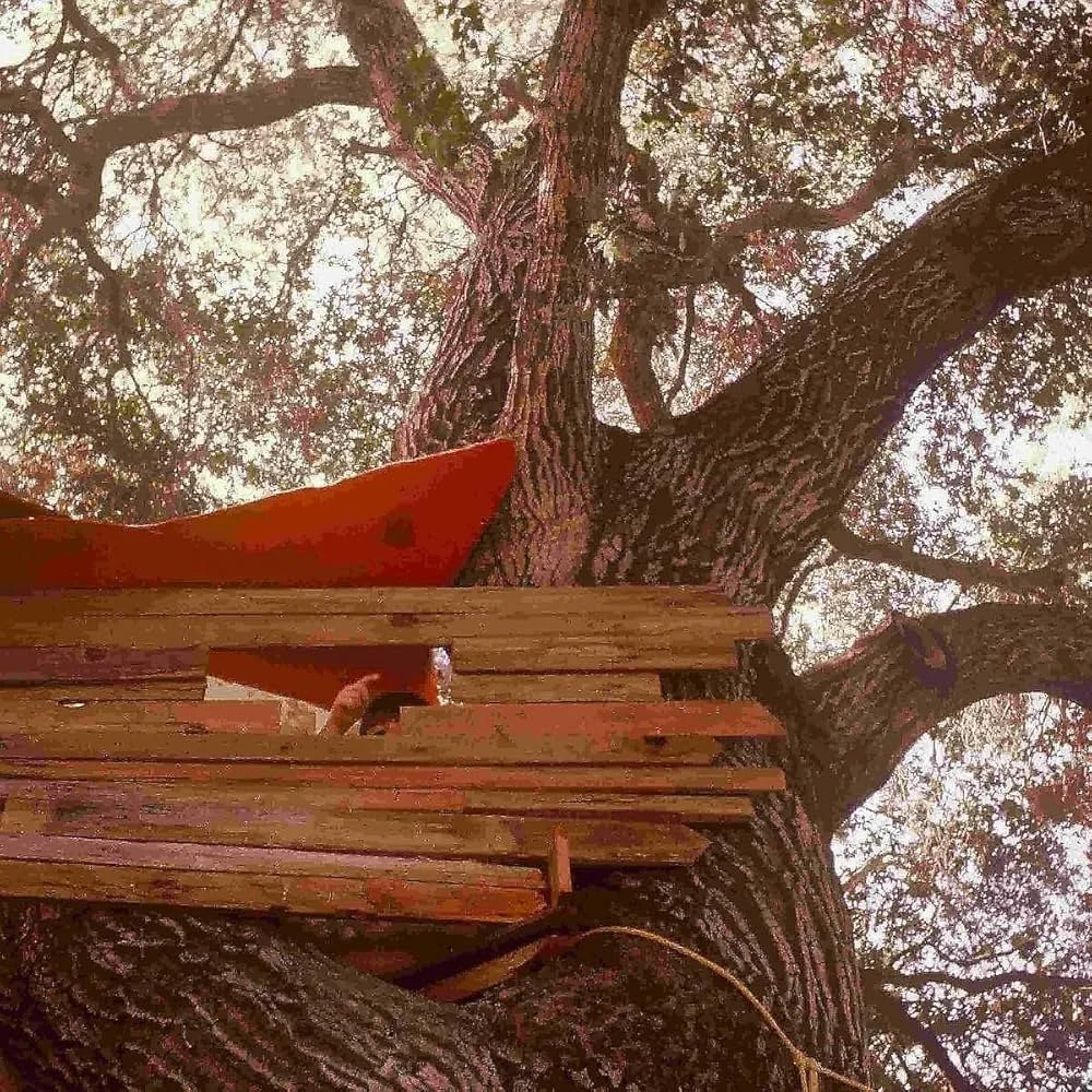 A large tree with a thick trunk and many branches is being used as a treehouse platform, with wooden planks and a red slide visible.