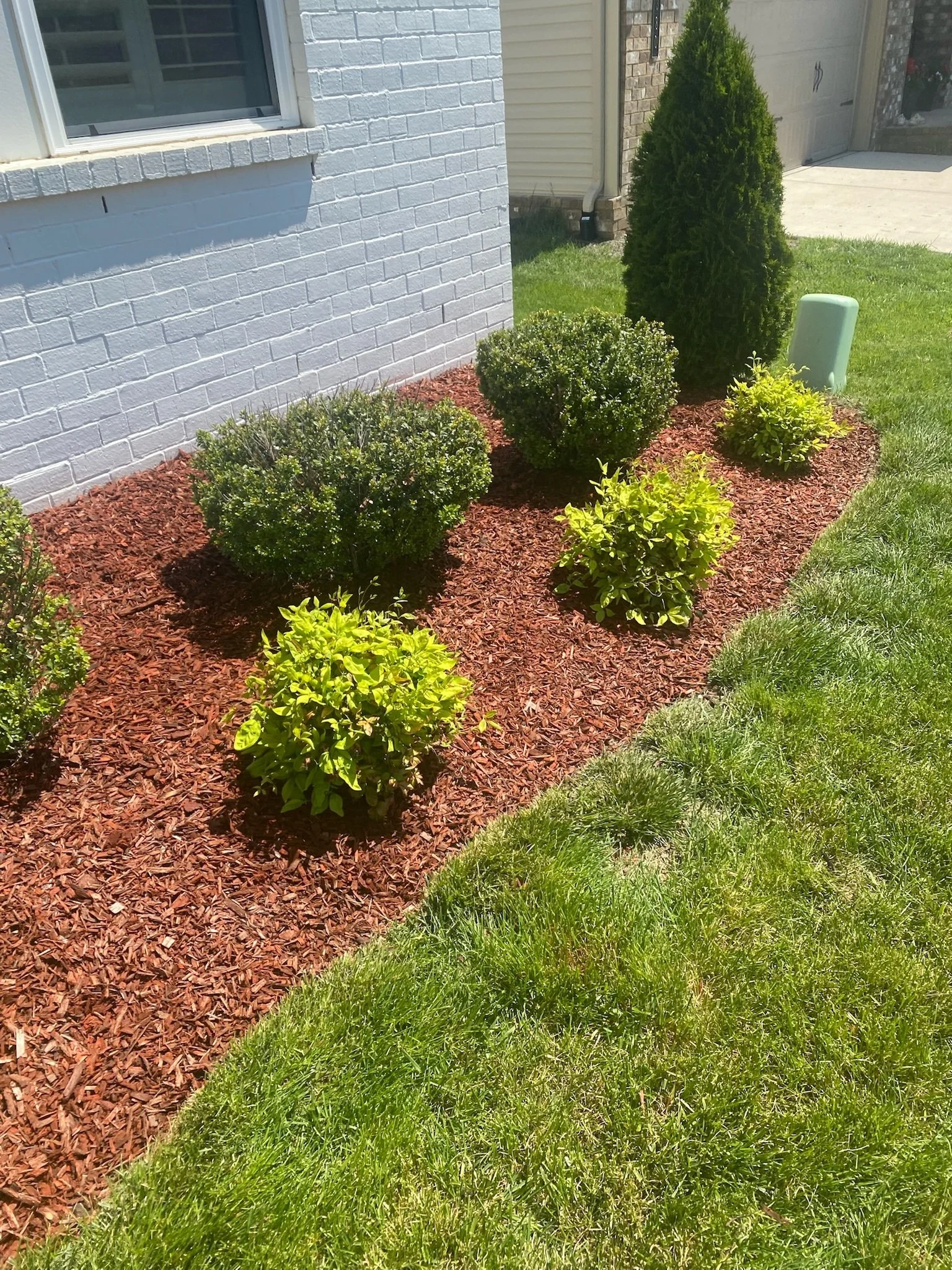 Well-maintained garden bed with small bushes and mulch beside a white brick house, with a green grass lawn and a tall shrub in the background.