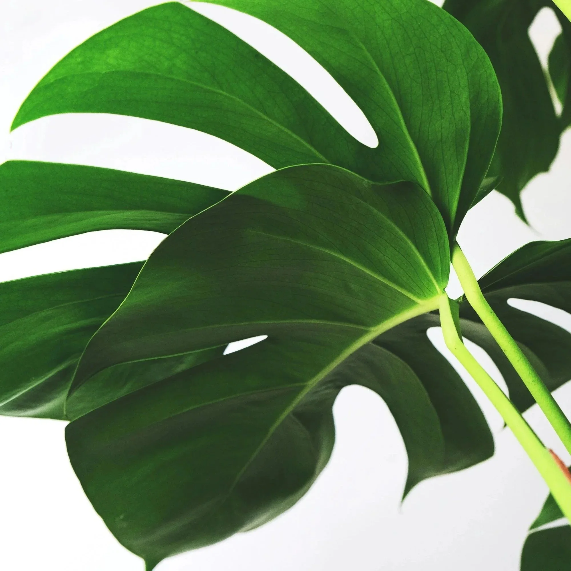 Close-up of lush green monstera plant leaves with a white background. Representing Growth.