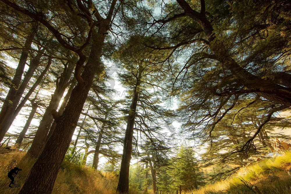 Cedars of Lebanon