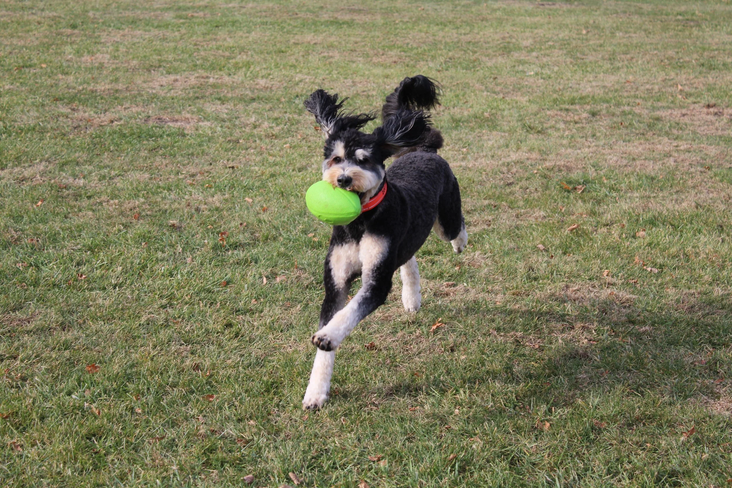 Rubie the dog, running with a ball