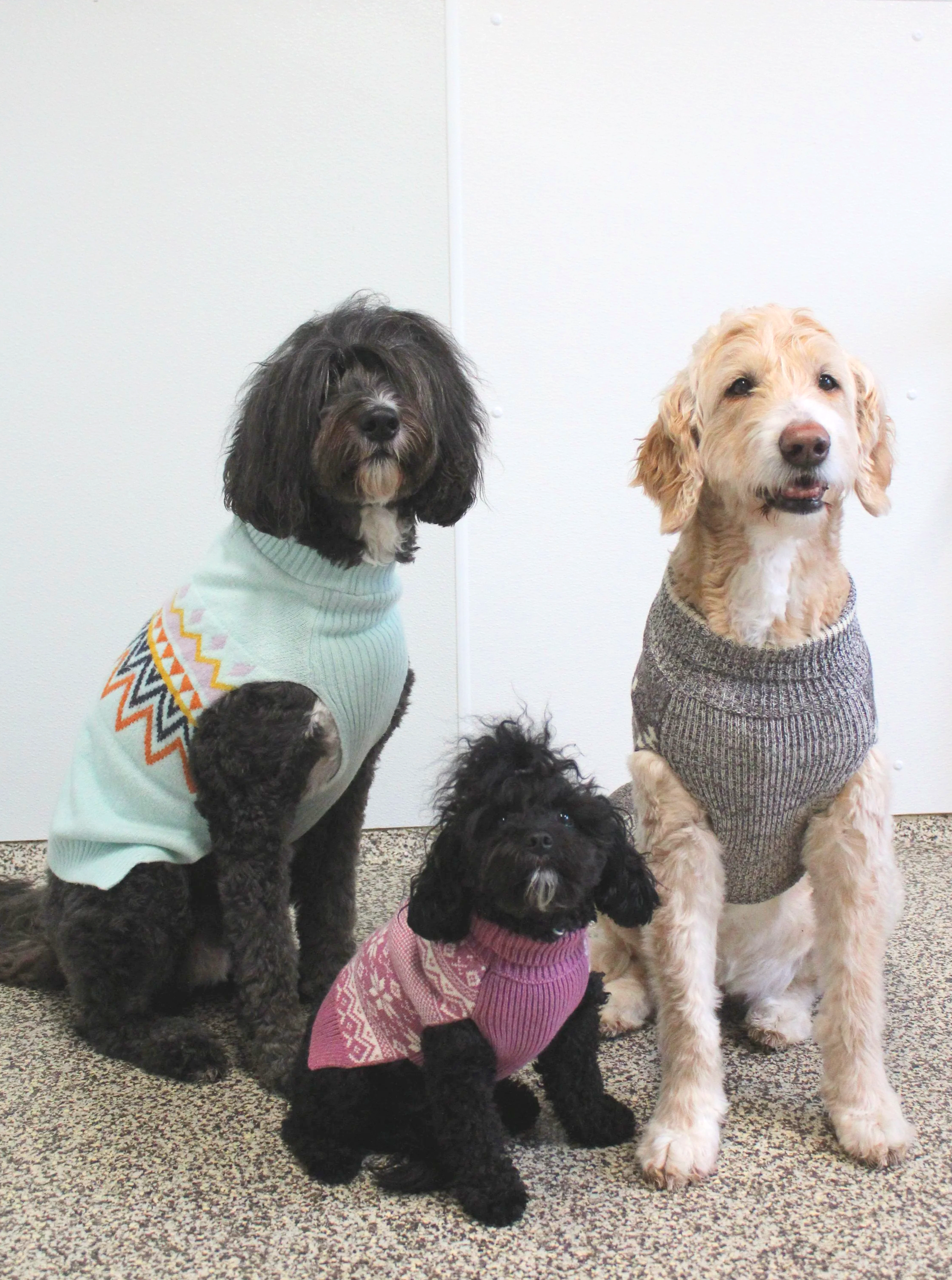 3 dogs in adorable sweaters, posing as a "family"