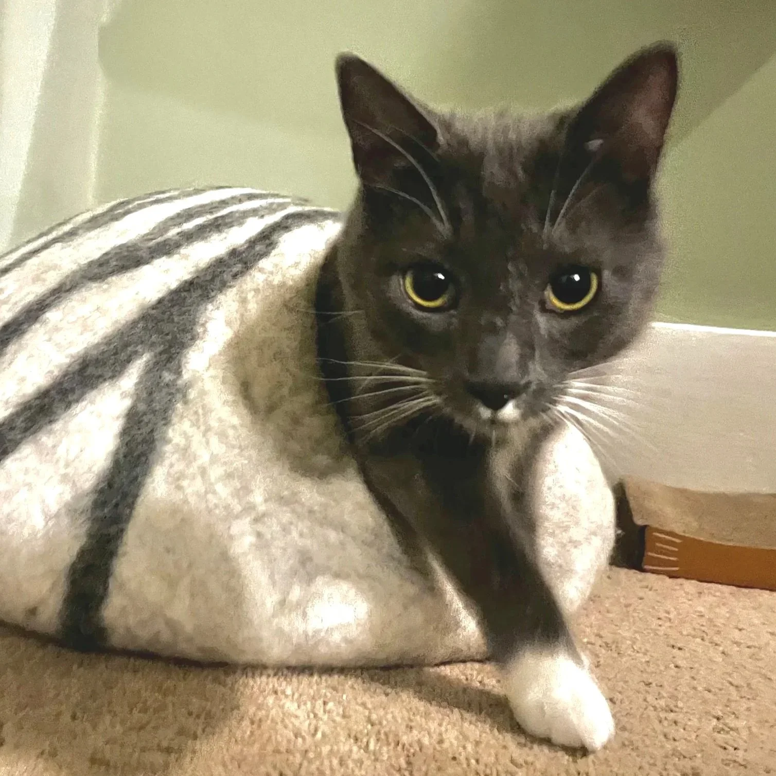 Howl the kitten walking towards the camera