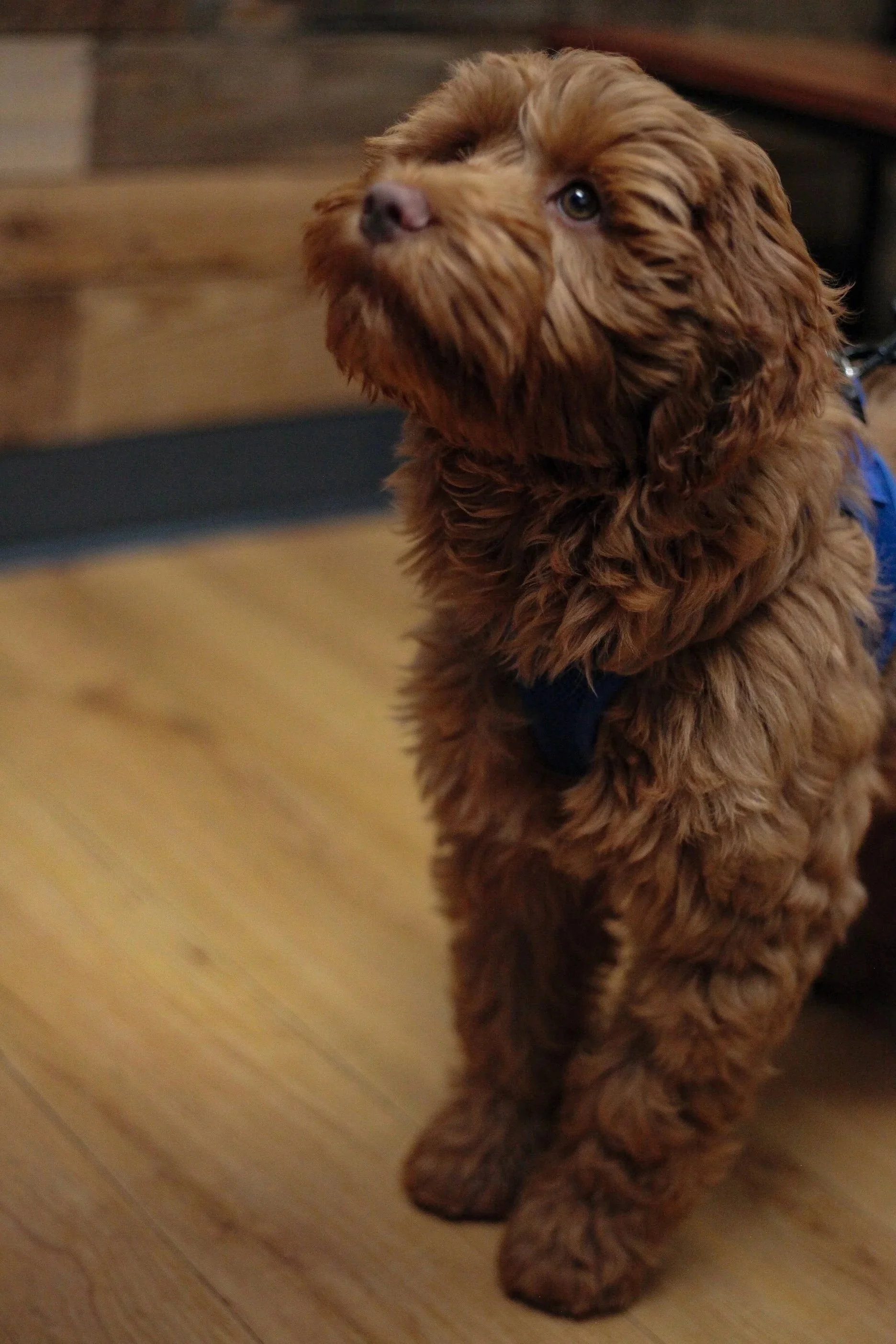 Millie the copper goldendoodle looking plaintively at someone who probably has treats in their pocket