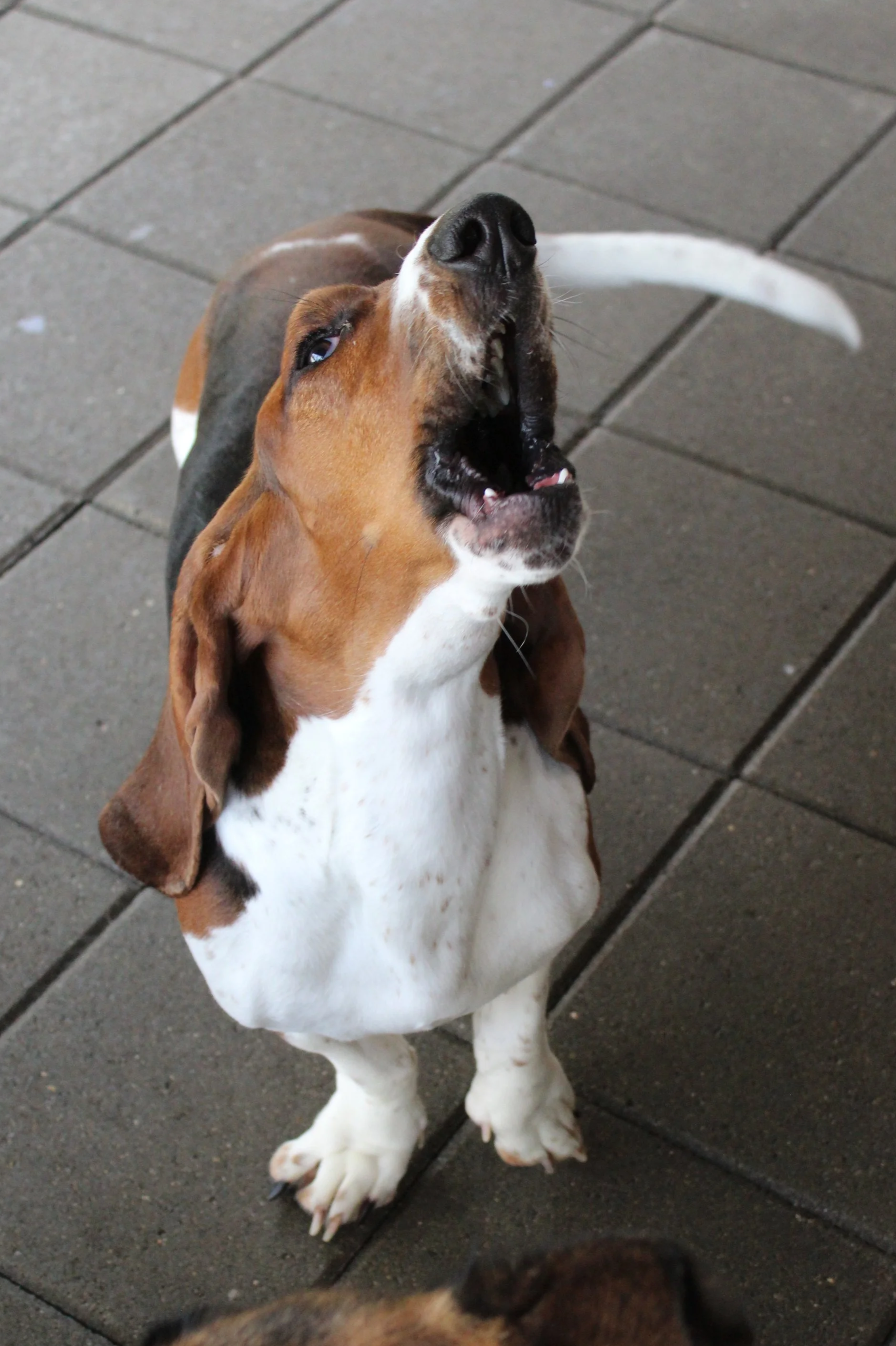 Carl the basset hound howling with joy