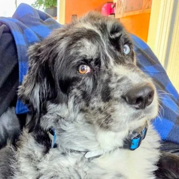 Bodhi the australian shepherd, looking a bit apprehensive.