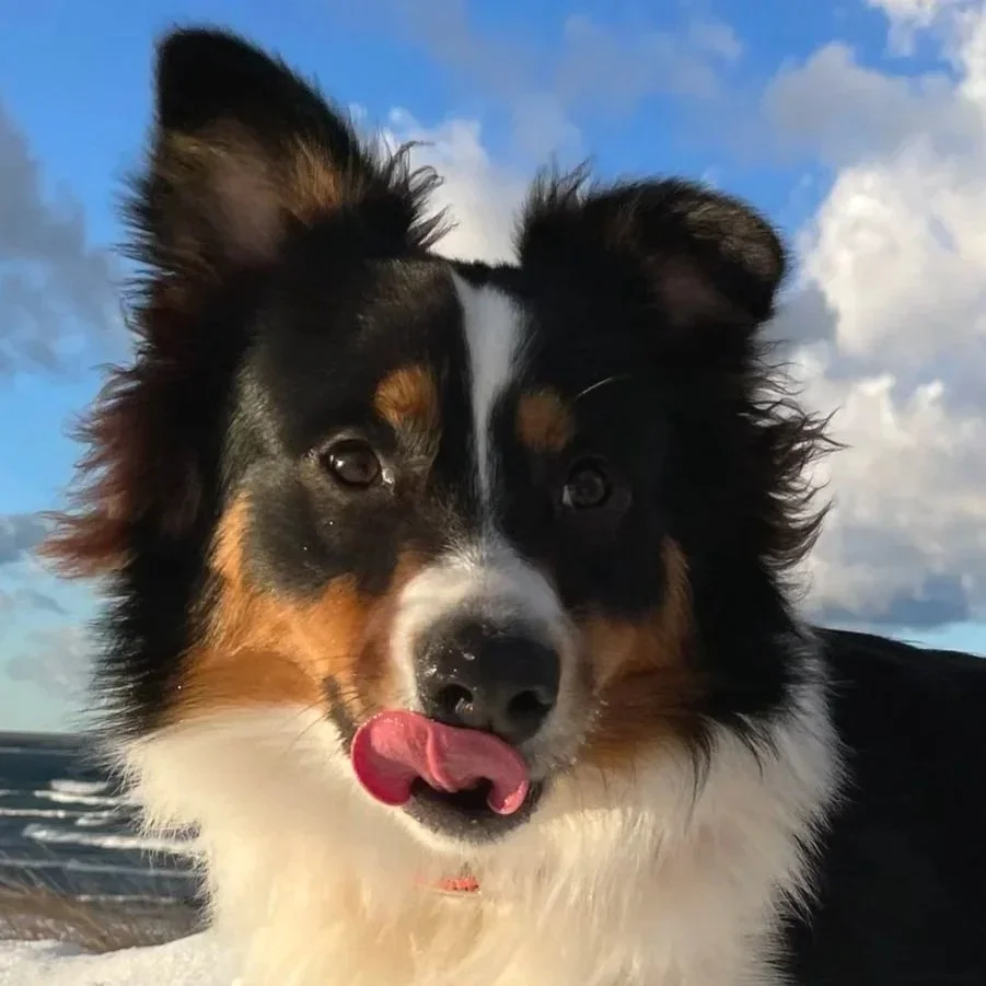 Beckett the australian shepherd, up for anything