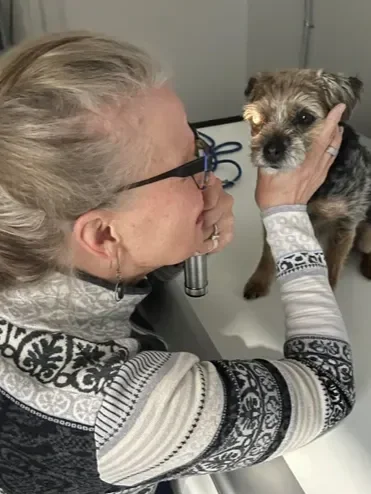 Dr. McCarthy performing an eye exam on her dog Tibie