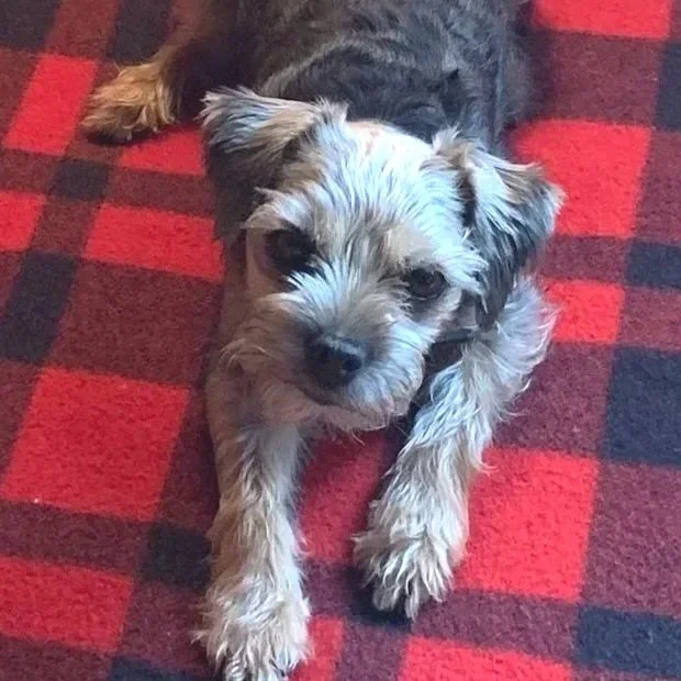 Tibie the border terrier, expectantly looking for treats