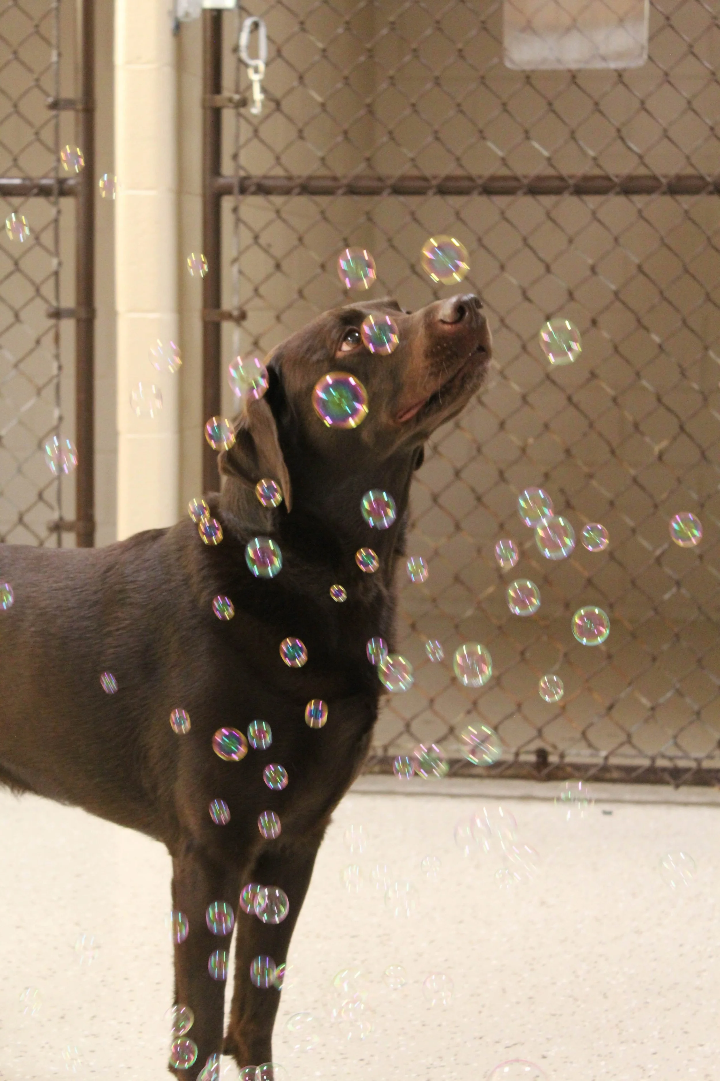Gus the adorable lab playing with bubbles