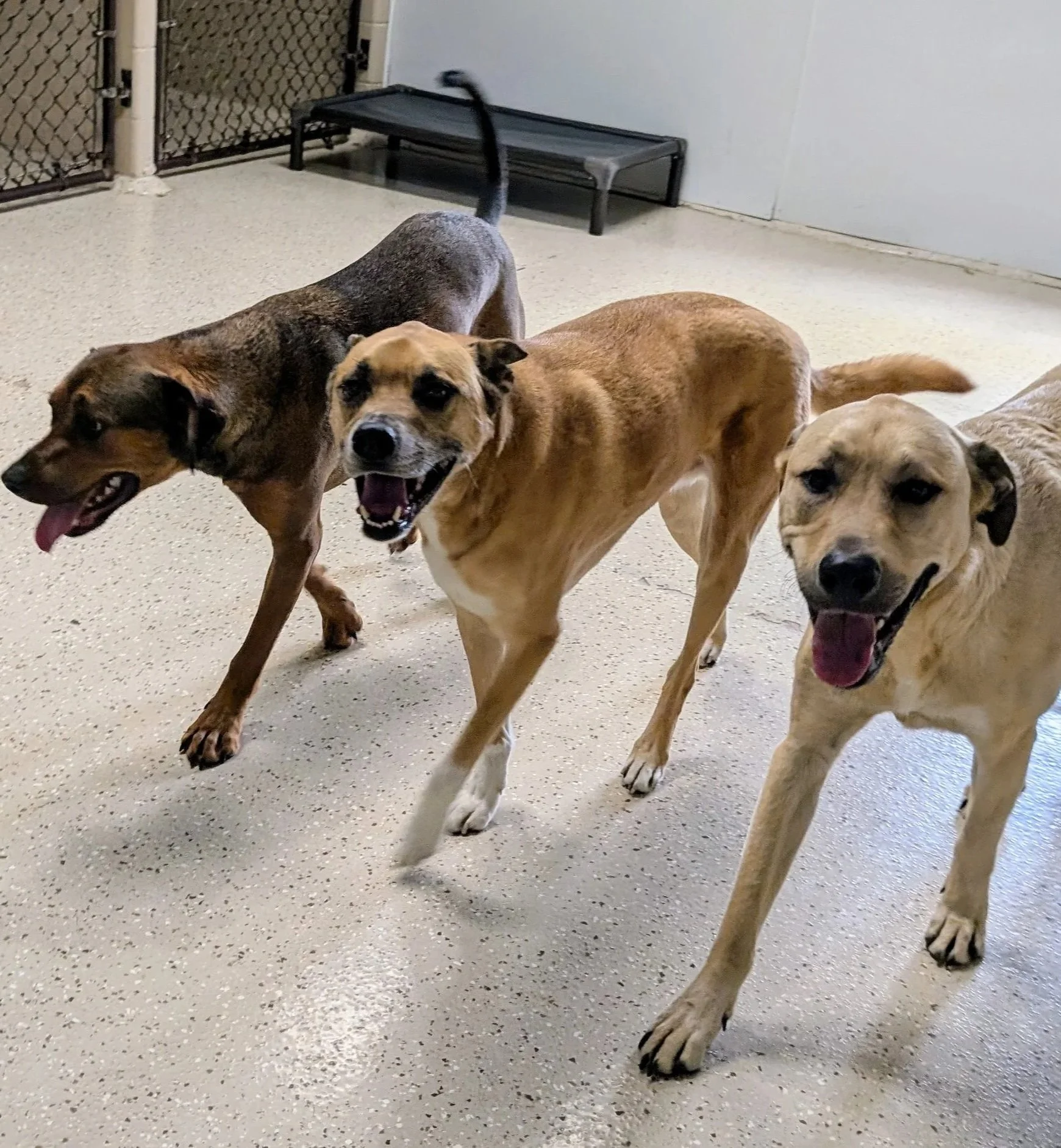 Three dogs step in sync