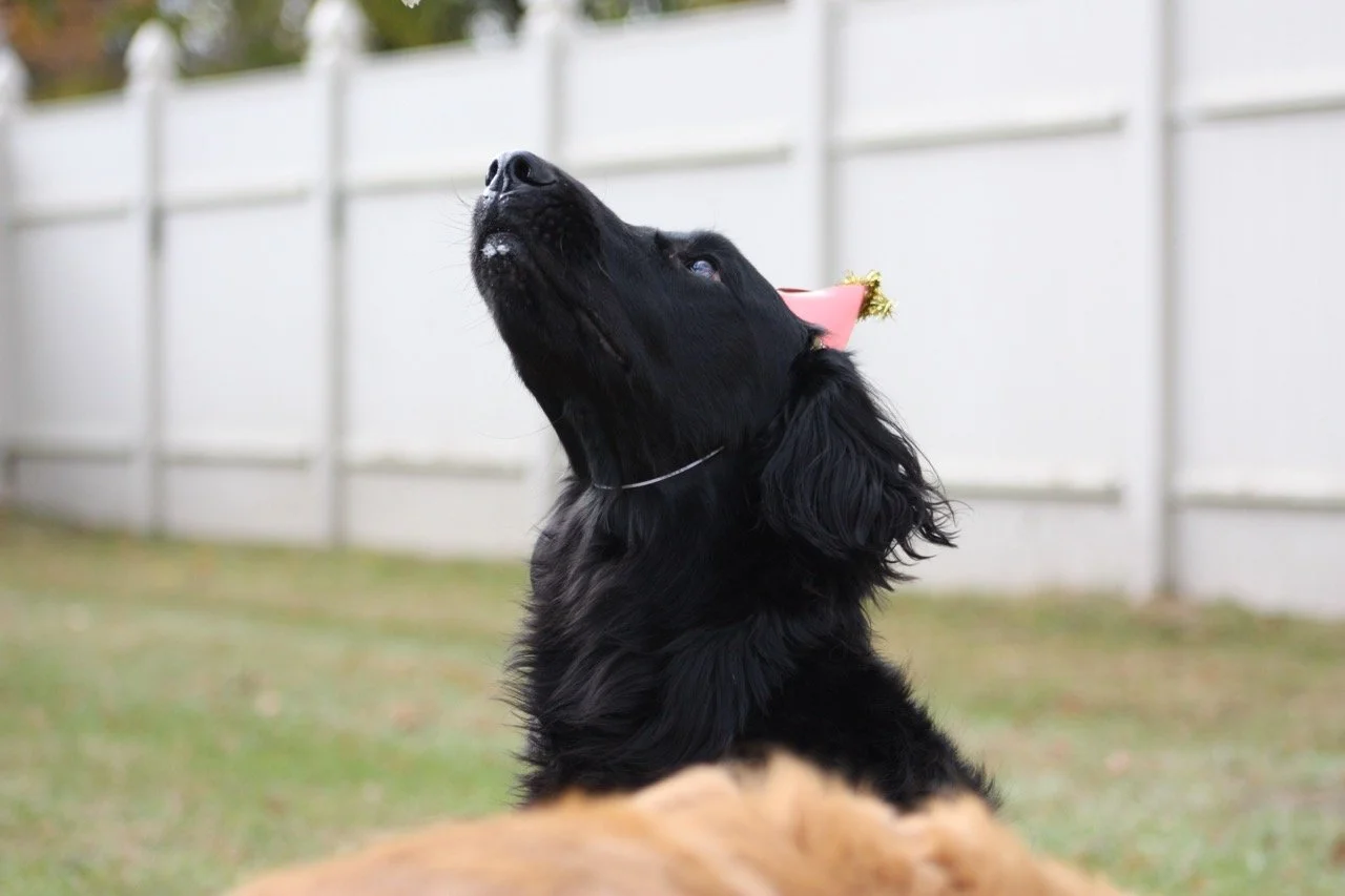 Good Dog Phoebe in her Birthday Hat