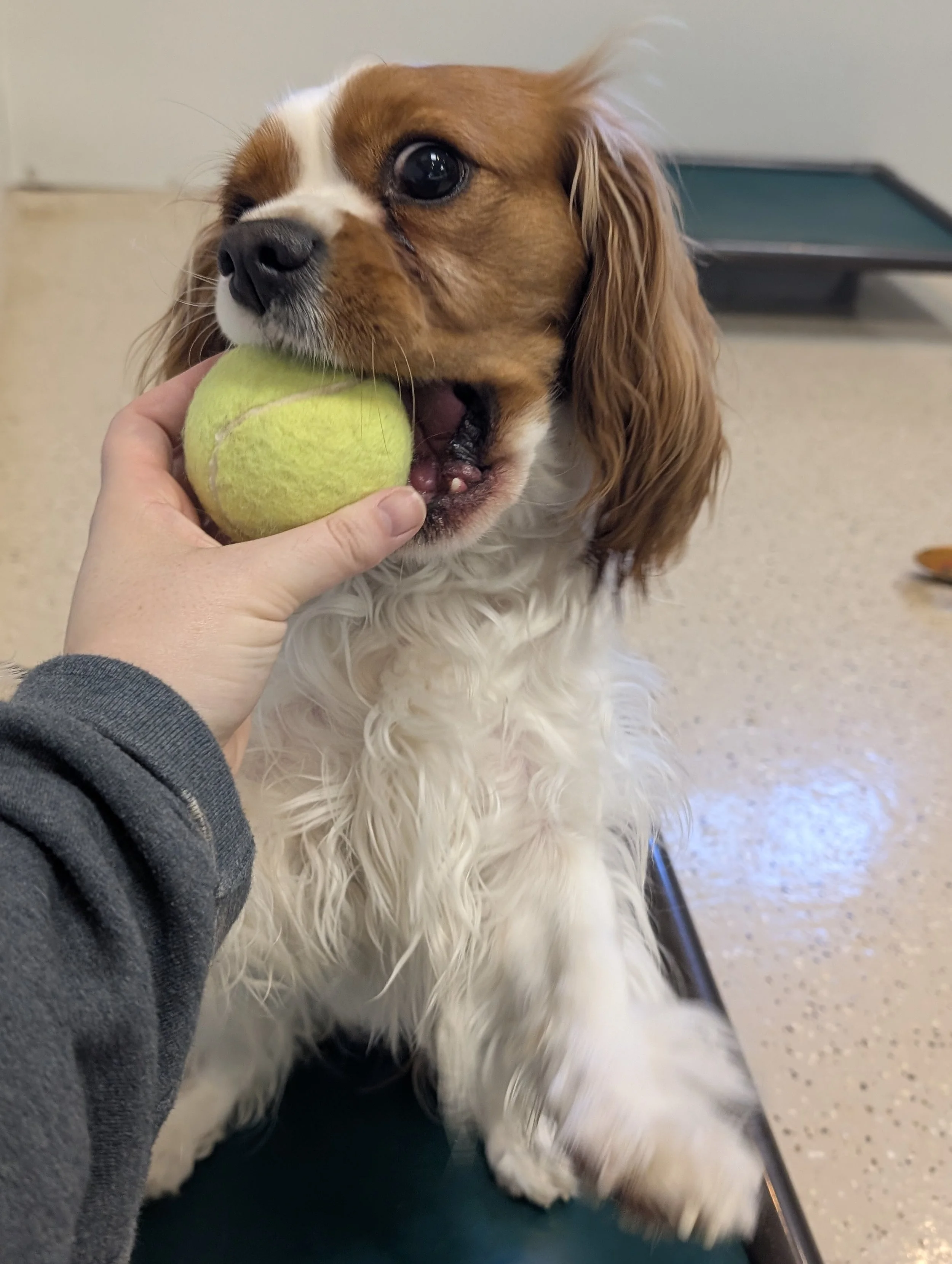 Cavalier King Charles Spaniel happily chewing a tennis ball with a staff member