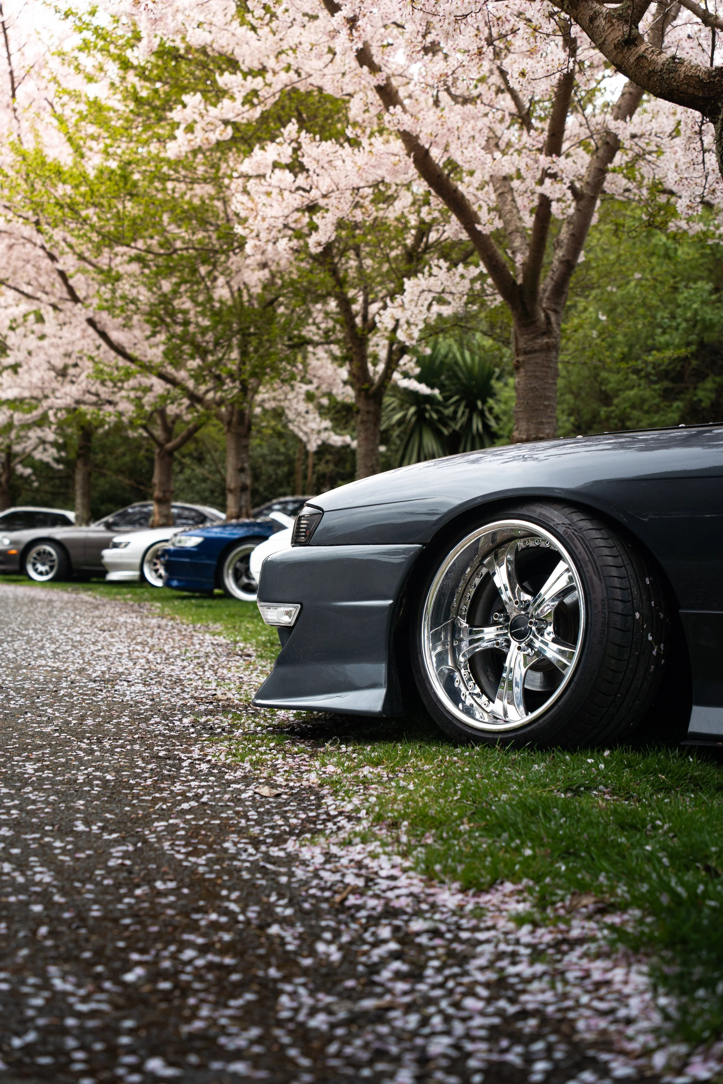 A row of parked cars under blooming cherry blossom trees on a spring day, with fallen petals on the ground.
