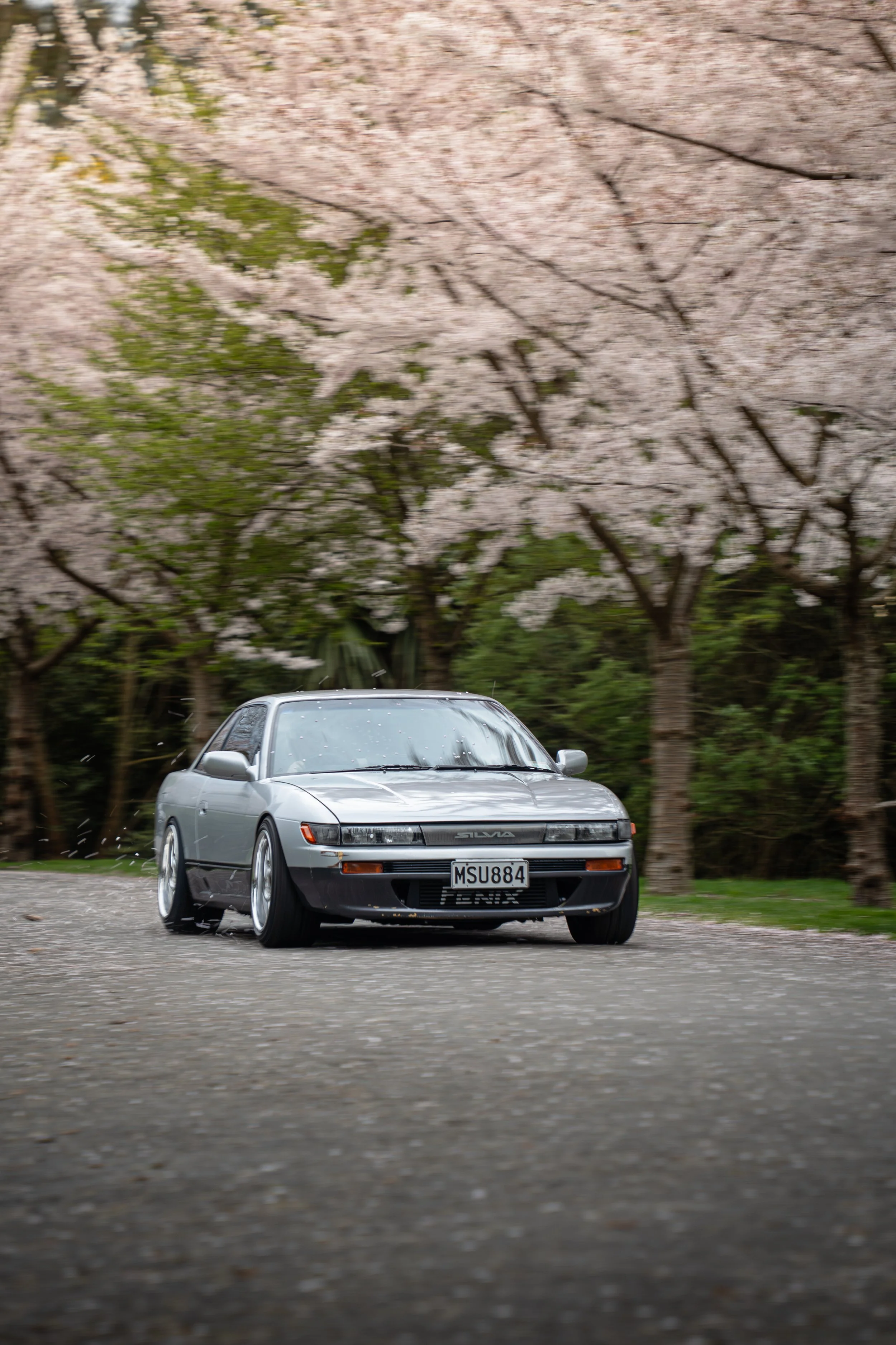Silver vintage sports car driving on a paved road with cherry blossom trees in bloom in the background.