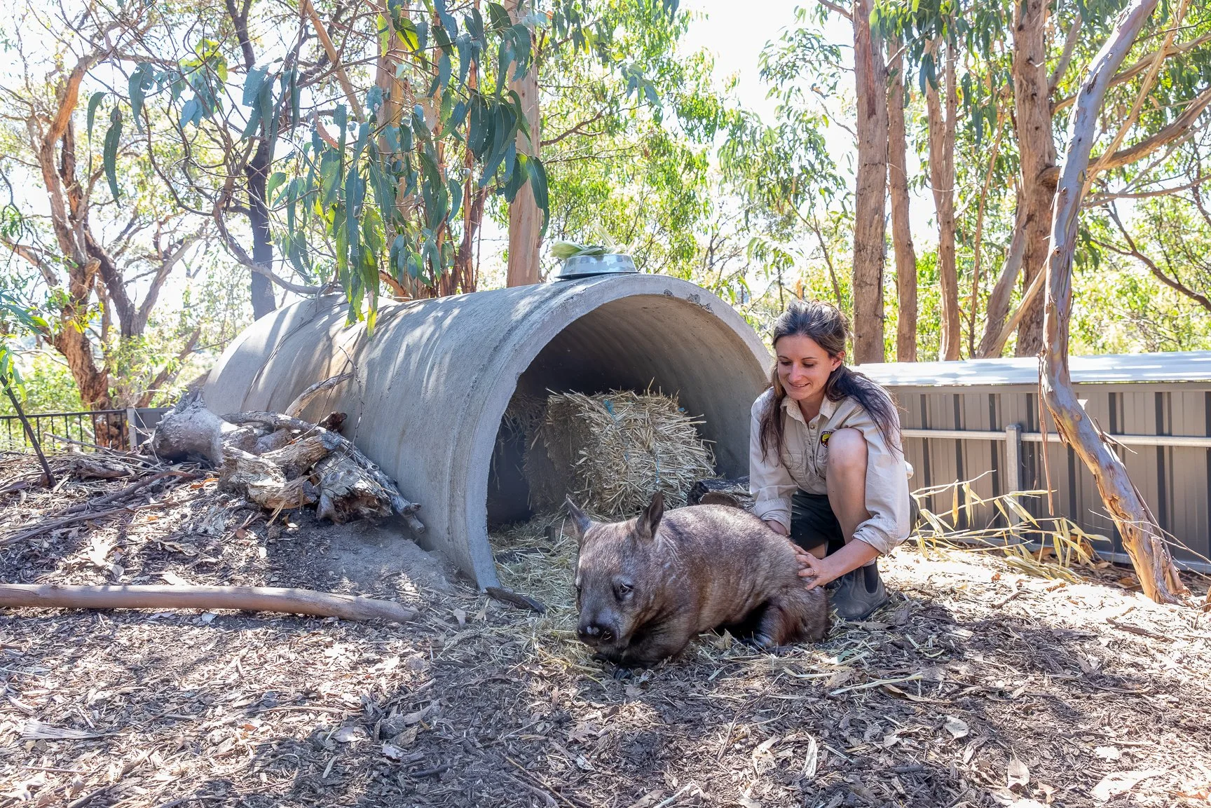 A woman kneels on the ground outdoors next to a baby wombat near a large concrete pipe with a hay inside, surrounded by trees and a metal fence.