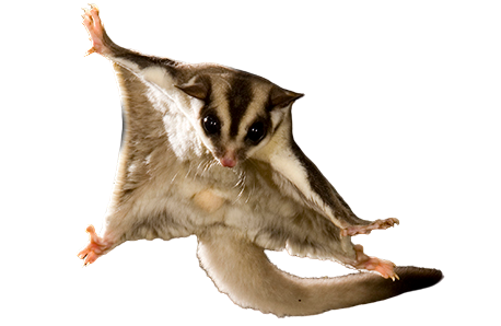 A squirrel glider with its limbs spread out.