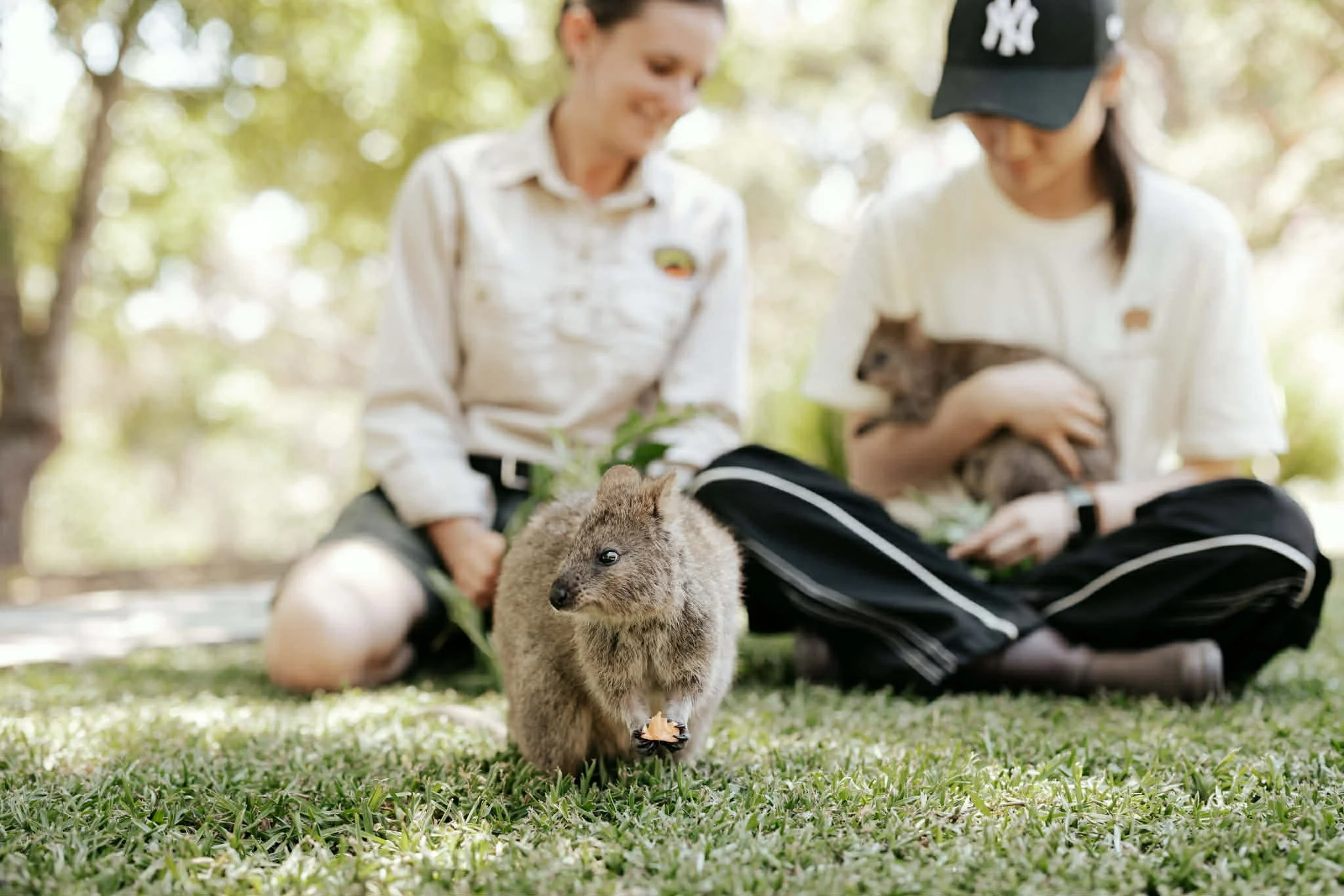 Two women sitting on the grass with animals both holding quokkas.