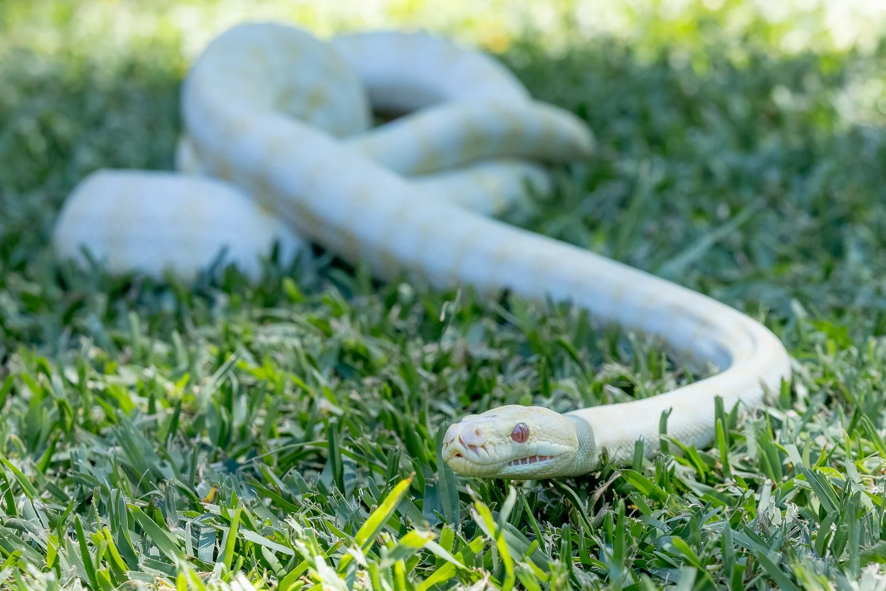 A white albino snake with red eyes resting on green grass outdoors.
