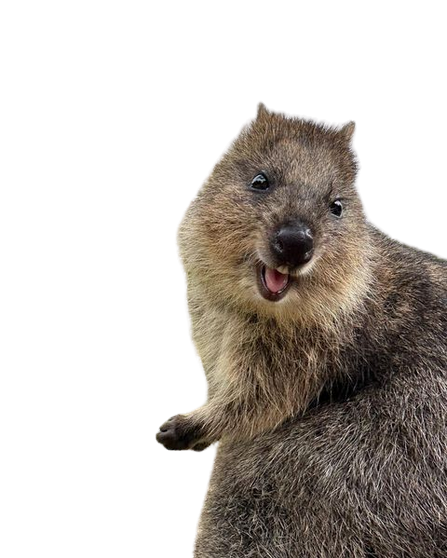 A cute, smiling young quokka with brown and gray fur, looking at the camera, isolated on a black background.