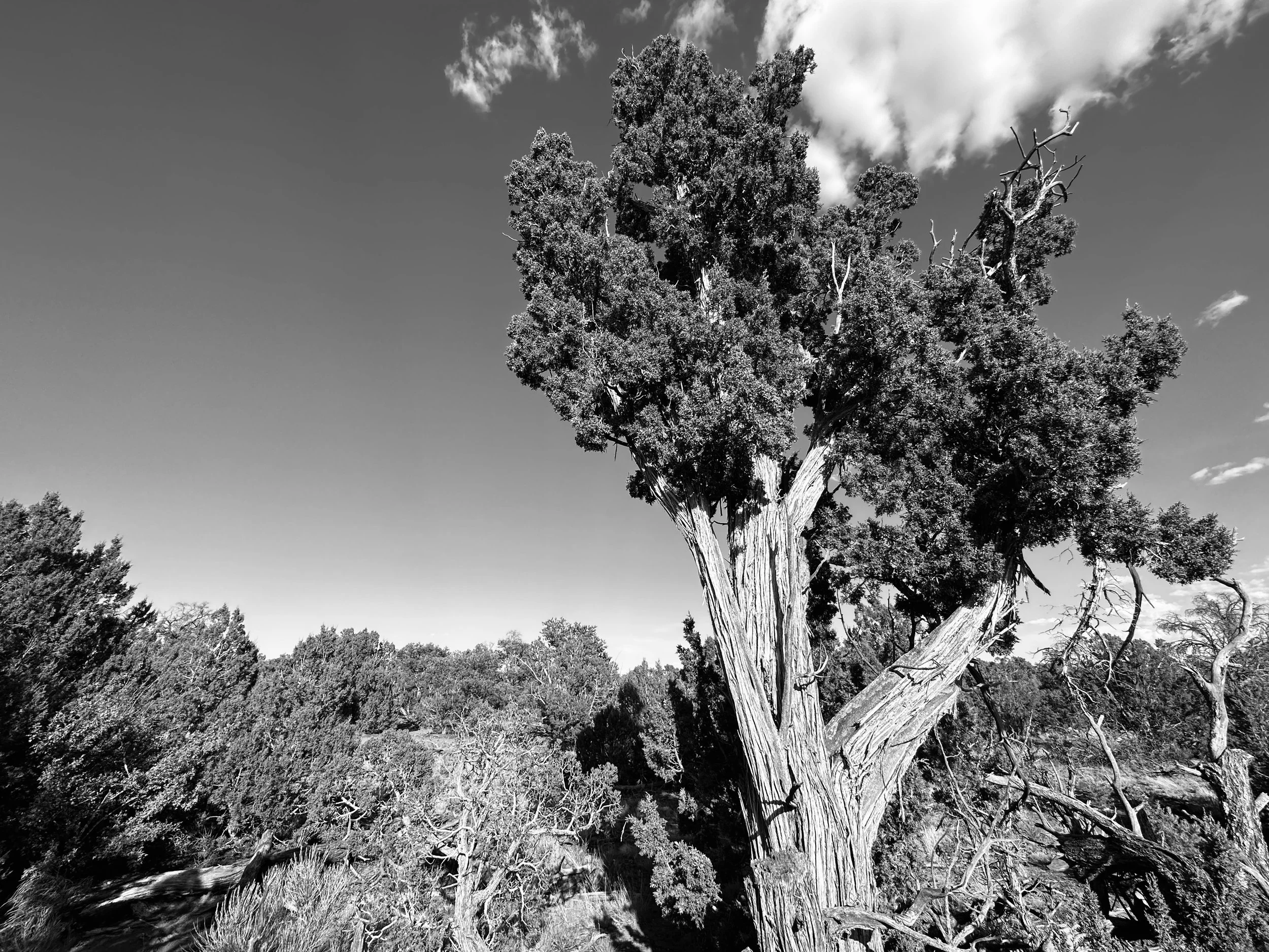 The oldest Juniper Tree