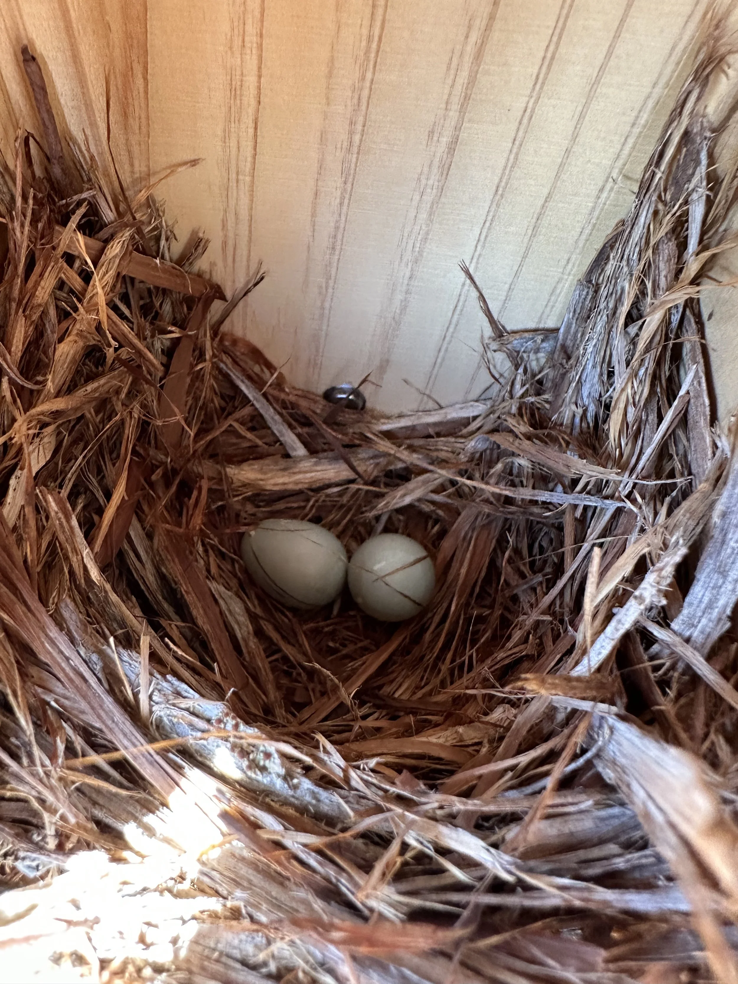 Bluebird Nesting Box We Built
