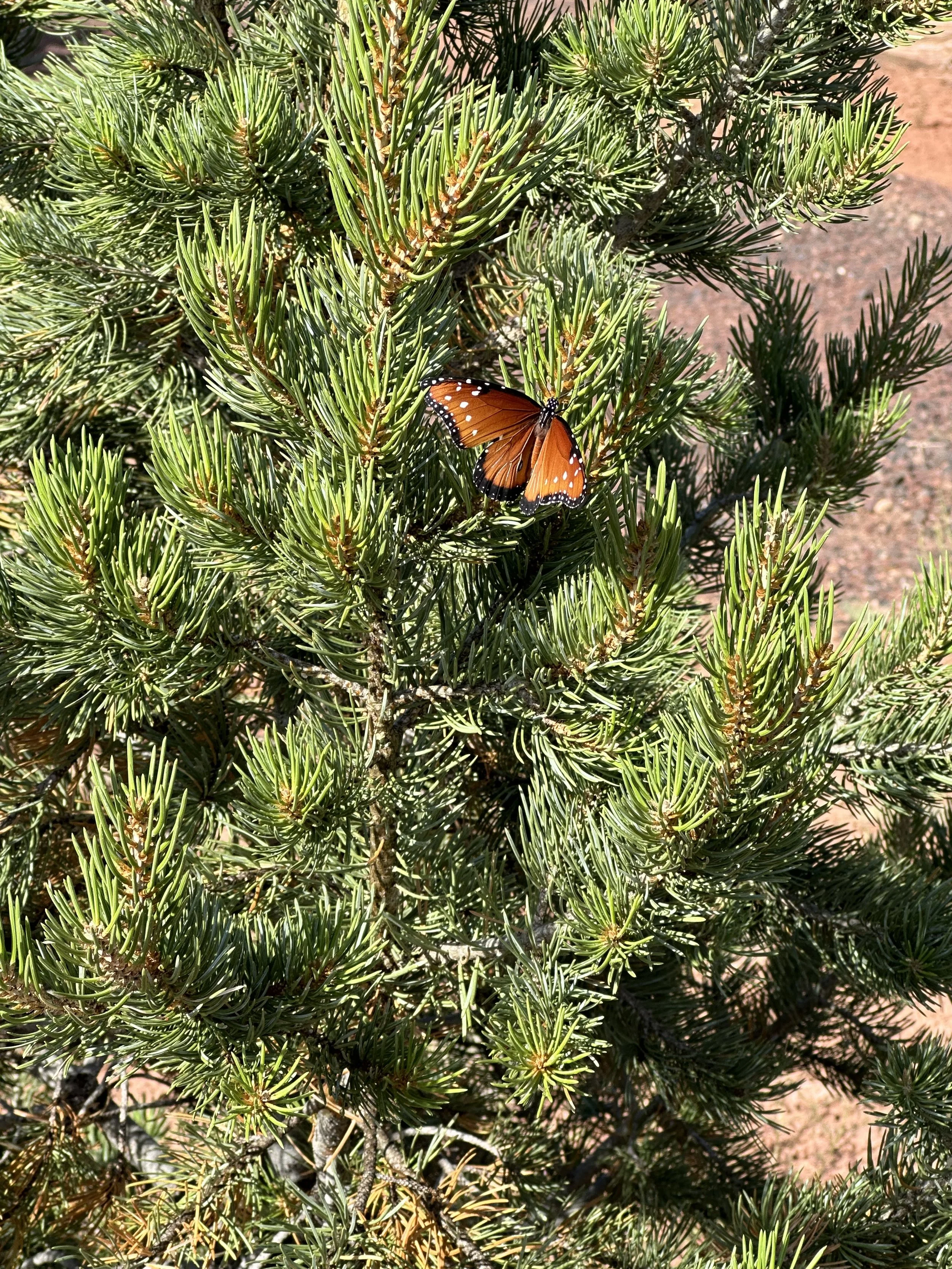 Beautiful Migratory Butterfly