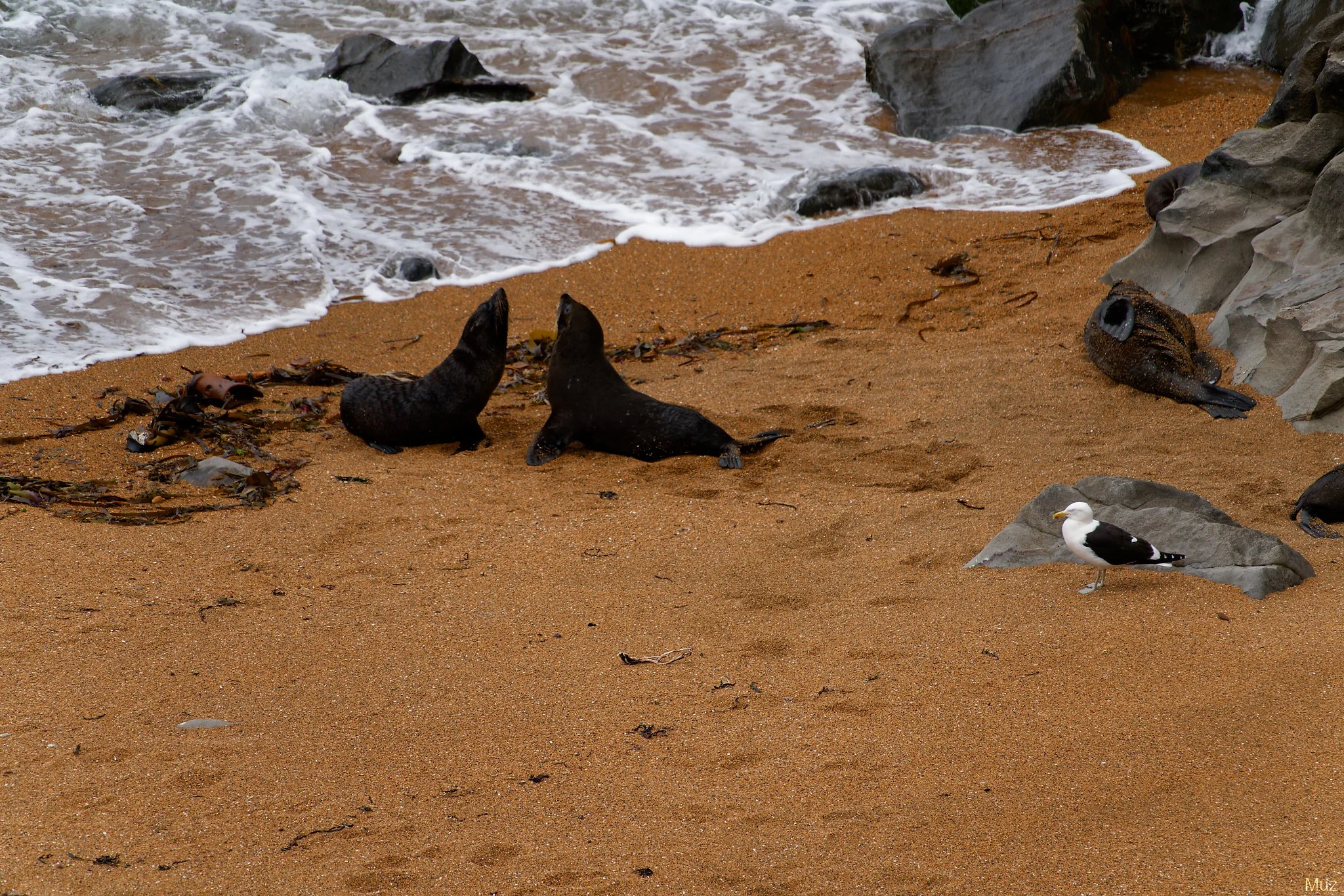 Seagull Instigator, Katiki Point (300mm, f/8, 1/500s, ISO250)