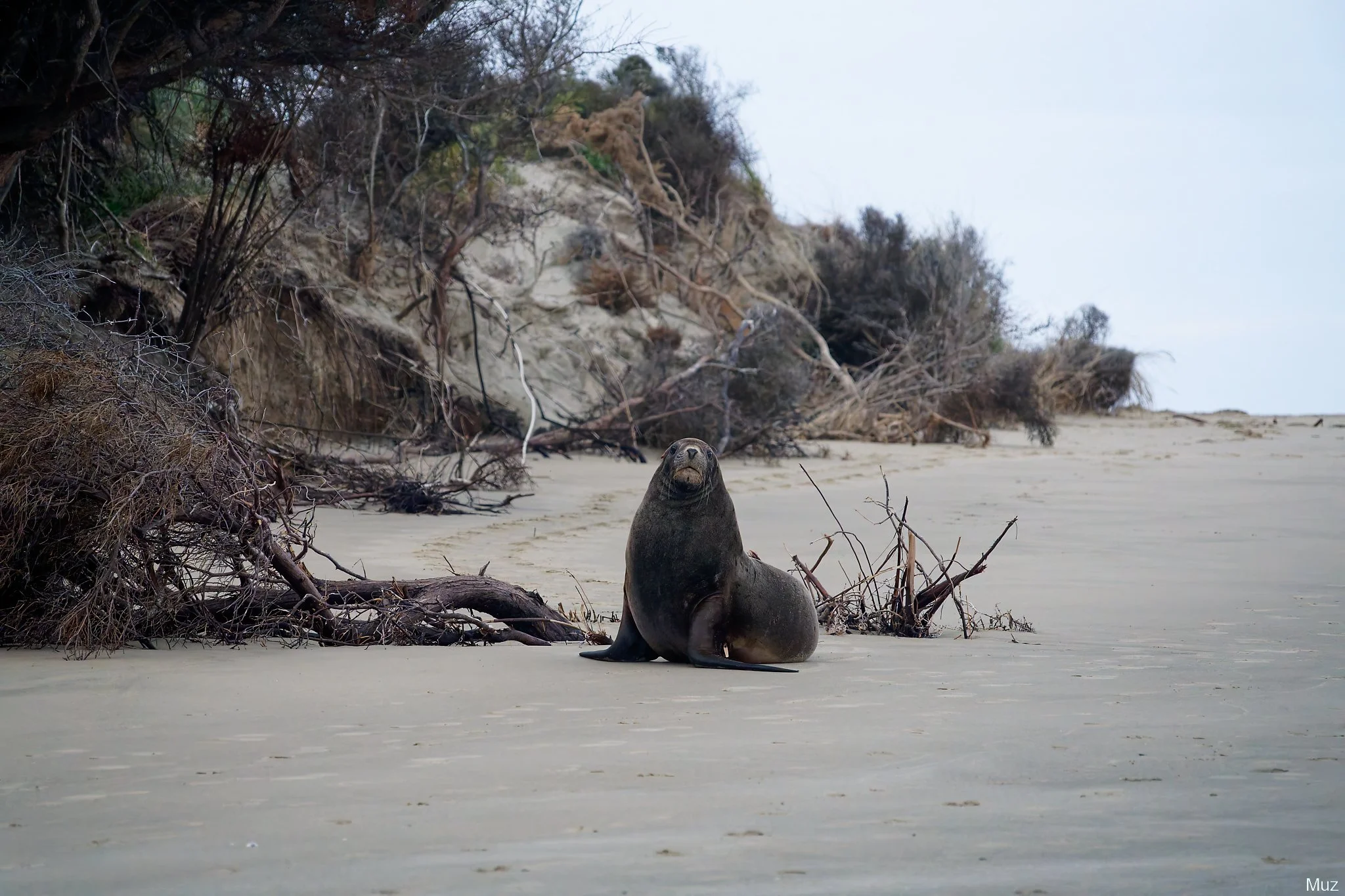 Hmm, Surat Bay (200mm, f/7.1, 1/200s, ISO12800)