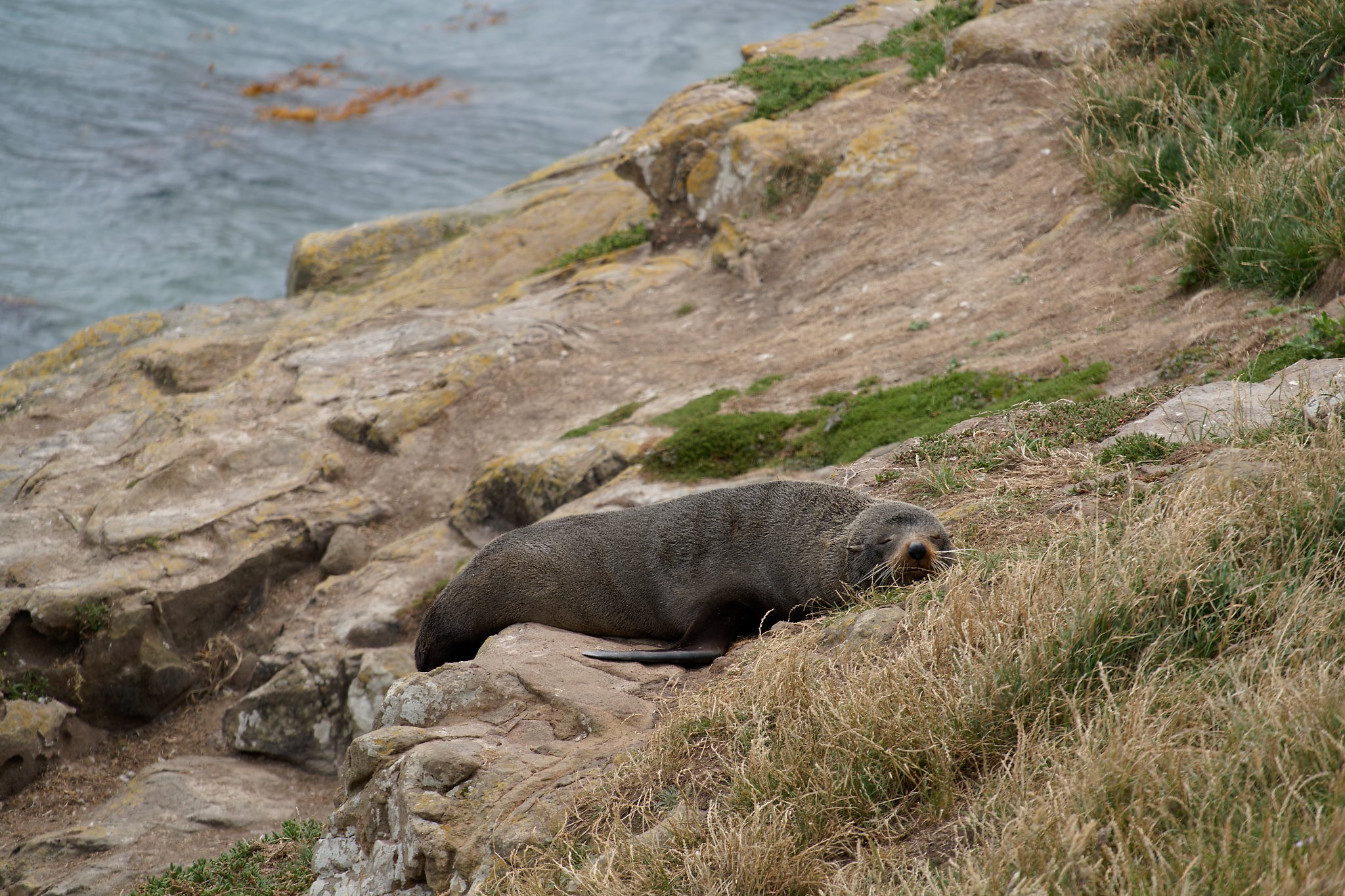 Pancake, Katiki Point (300mm, f/9, 1/160s, ISO250)