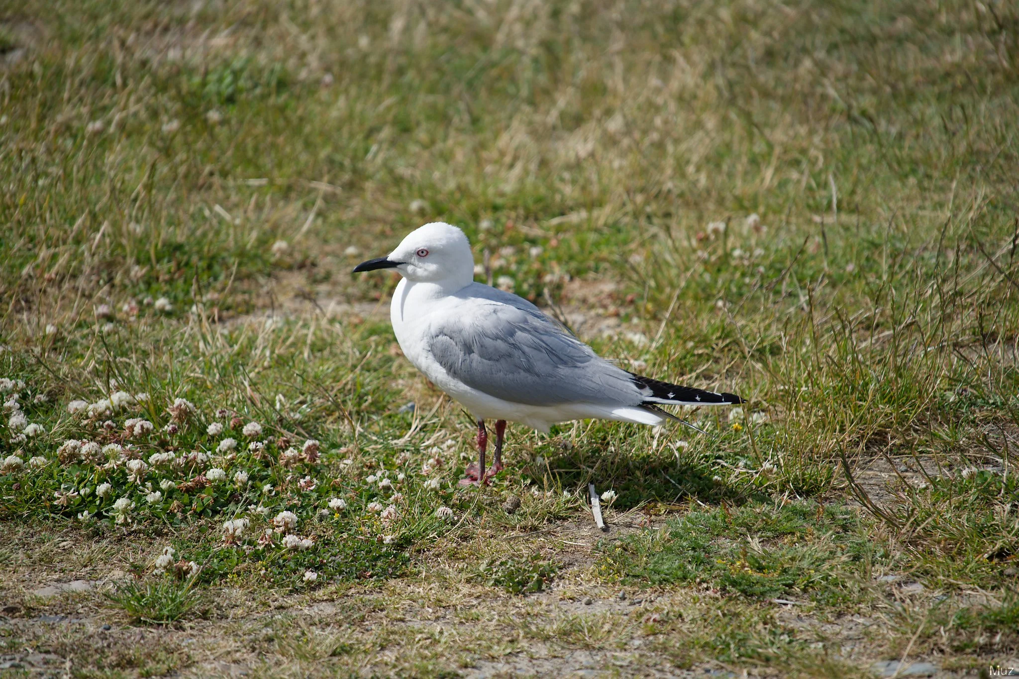Mildly Plotting, Lake Tekapo (300mm, f/7.1, 1/320s, ISO200)