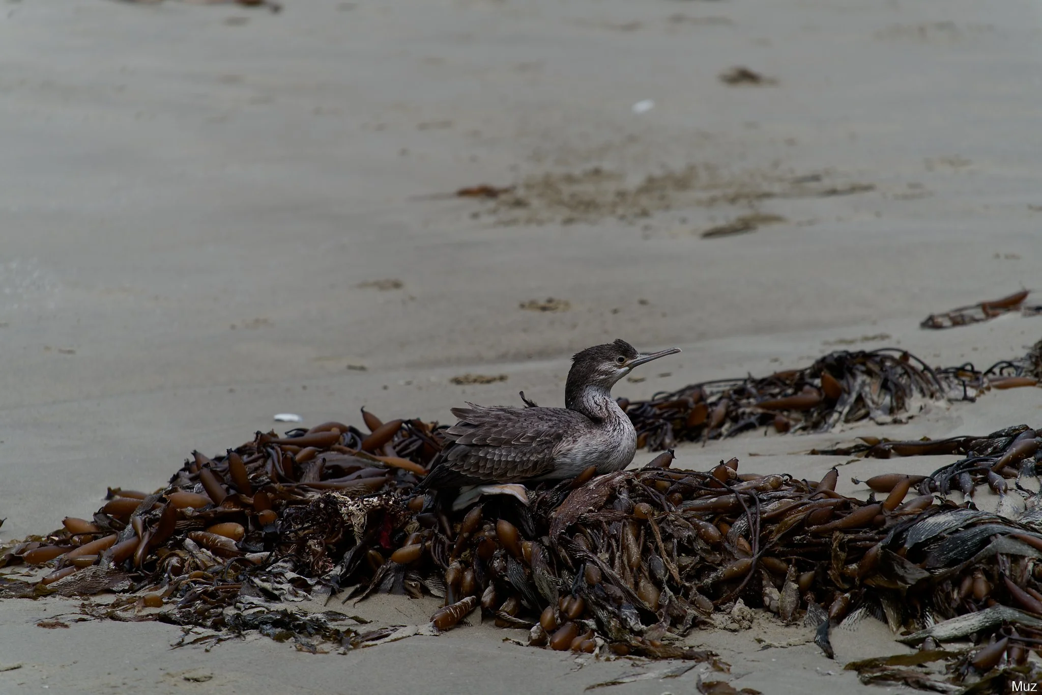 Less Round Bird, Moeraki (300mm, f/8, 1/640s, ISO250)