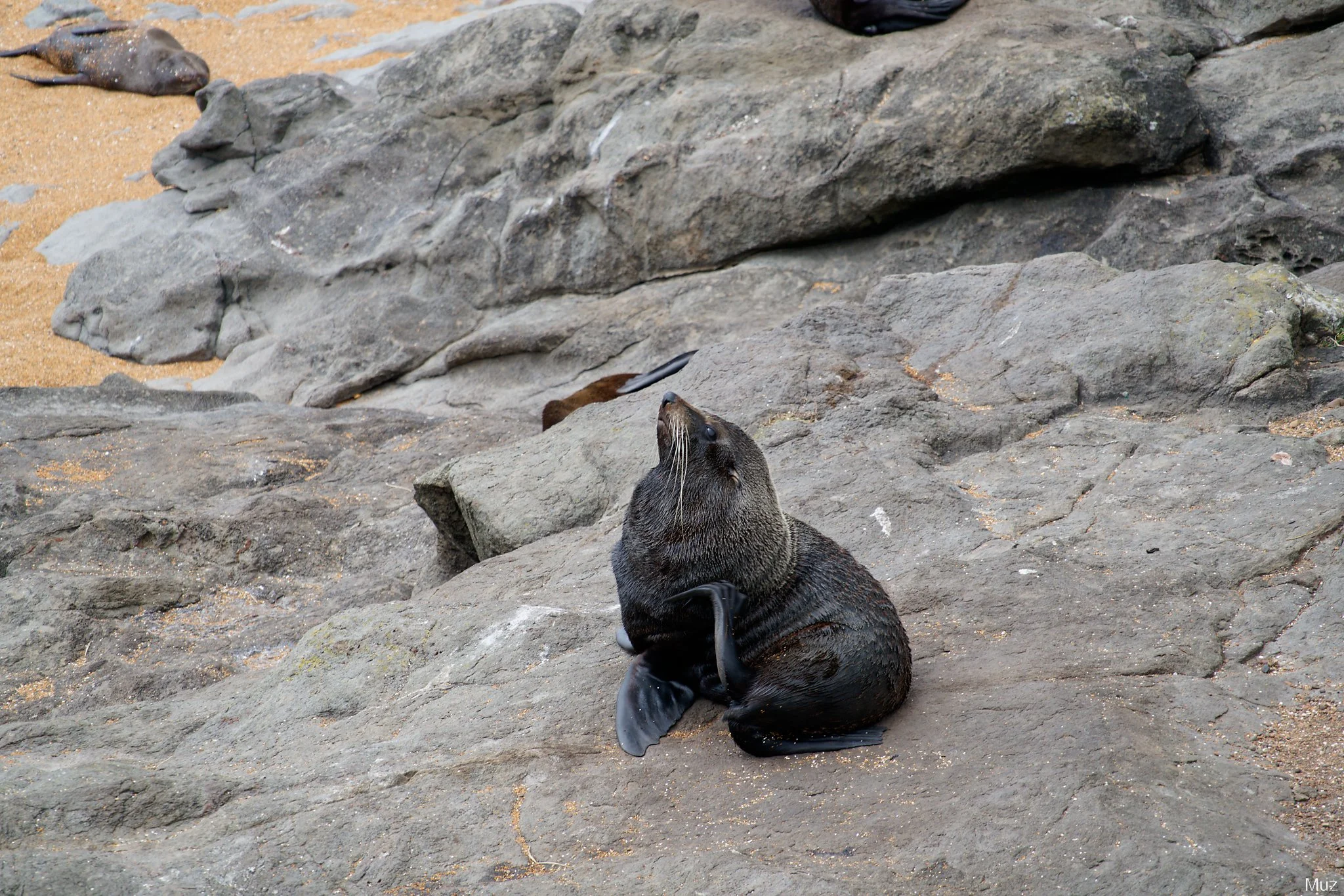 Maybe don't look at the sun, Katiki Point (300mm, f/9, 1/125s, ISO250)