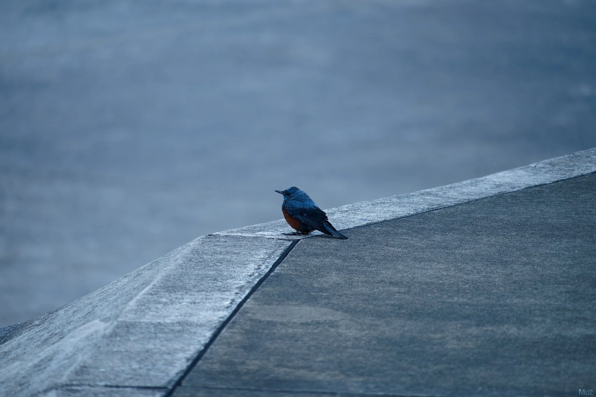 Round Bird, Izu Oshima (300mm, f/7.1, 1/320s, ISO500)