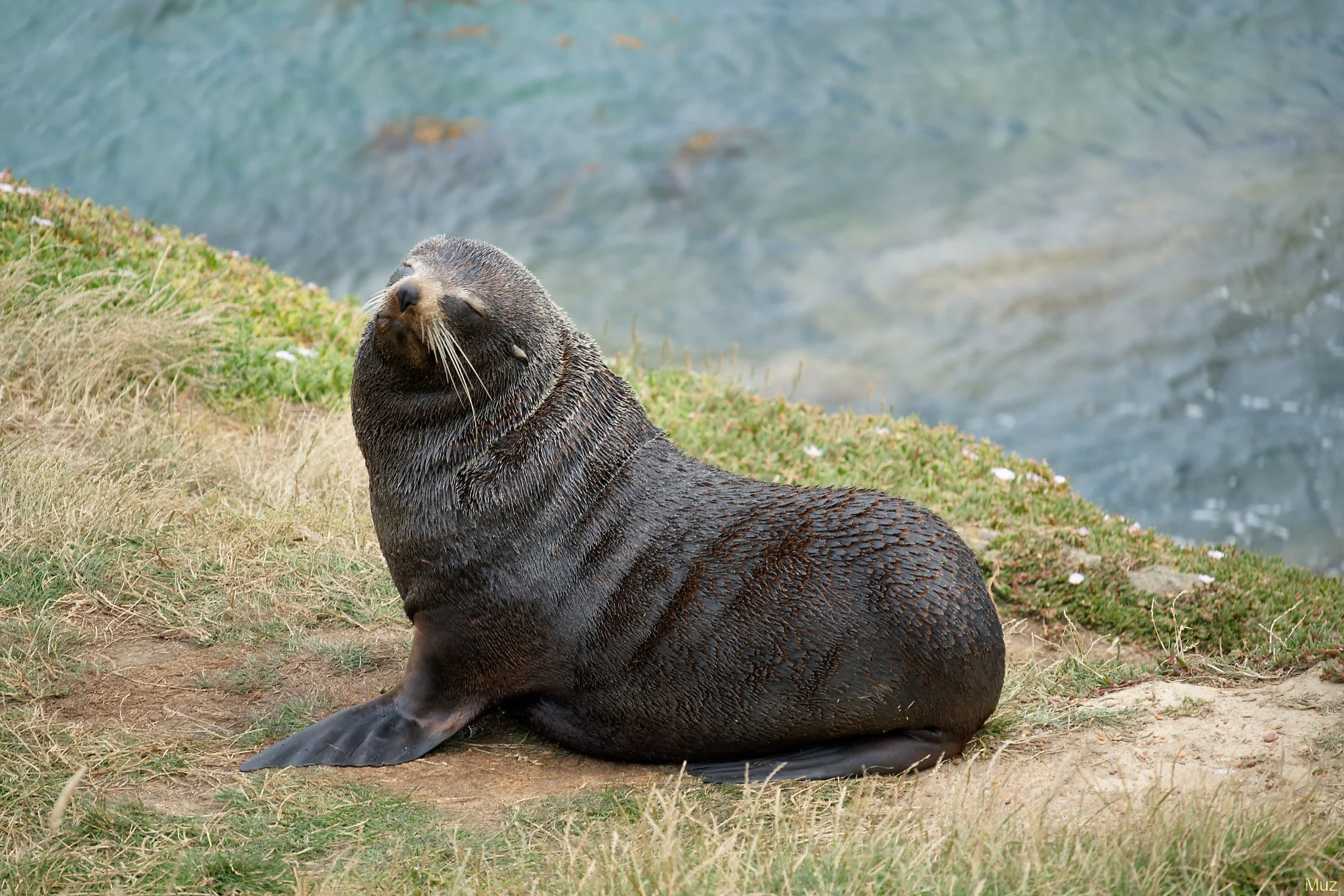 Pensive, Katiki Point (200mm, f/7.1, 1/250s, ISO400)