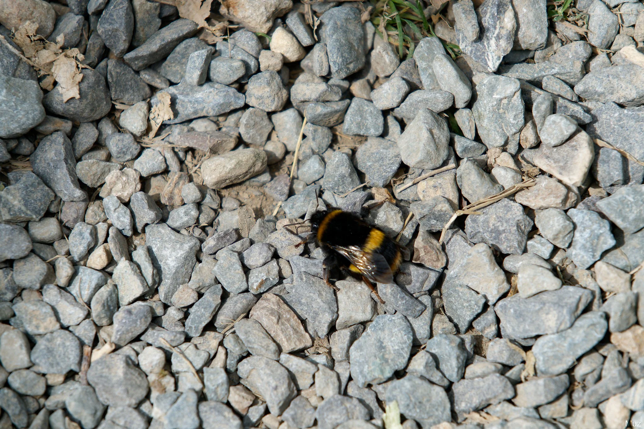 Fluffy Bee, Nugget Point (300mm, f/7.1, 1/320s, ISO400)