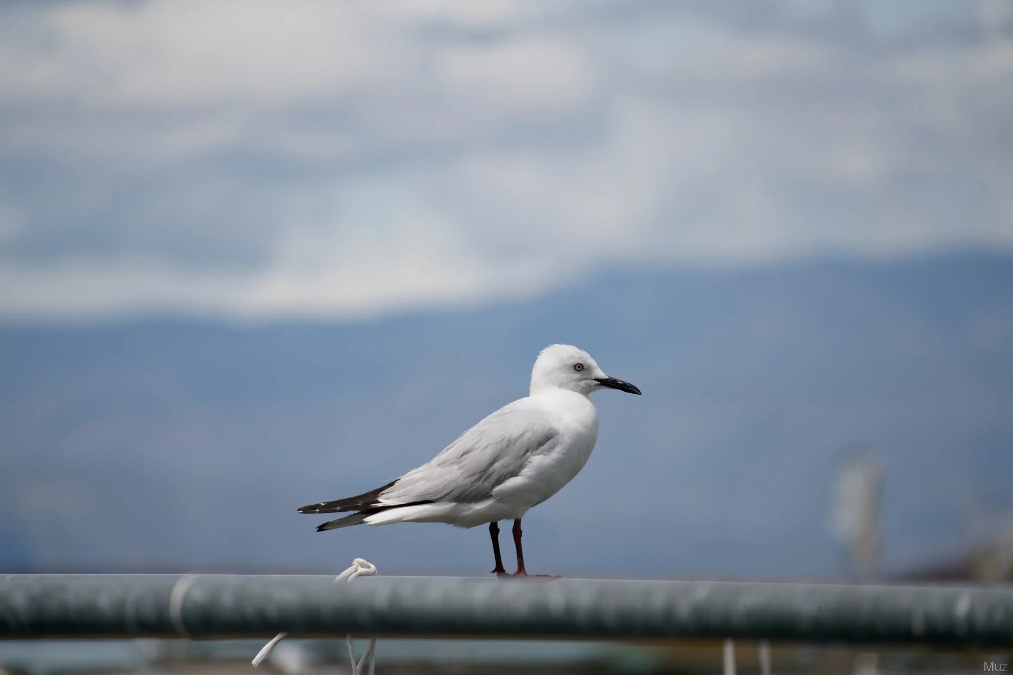 Well-fed and Confident, High Country Salmon (300mm, f/7.1, 1/320s, ISO125)