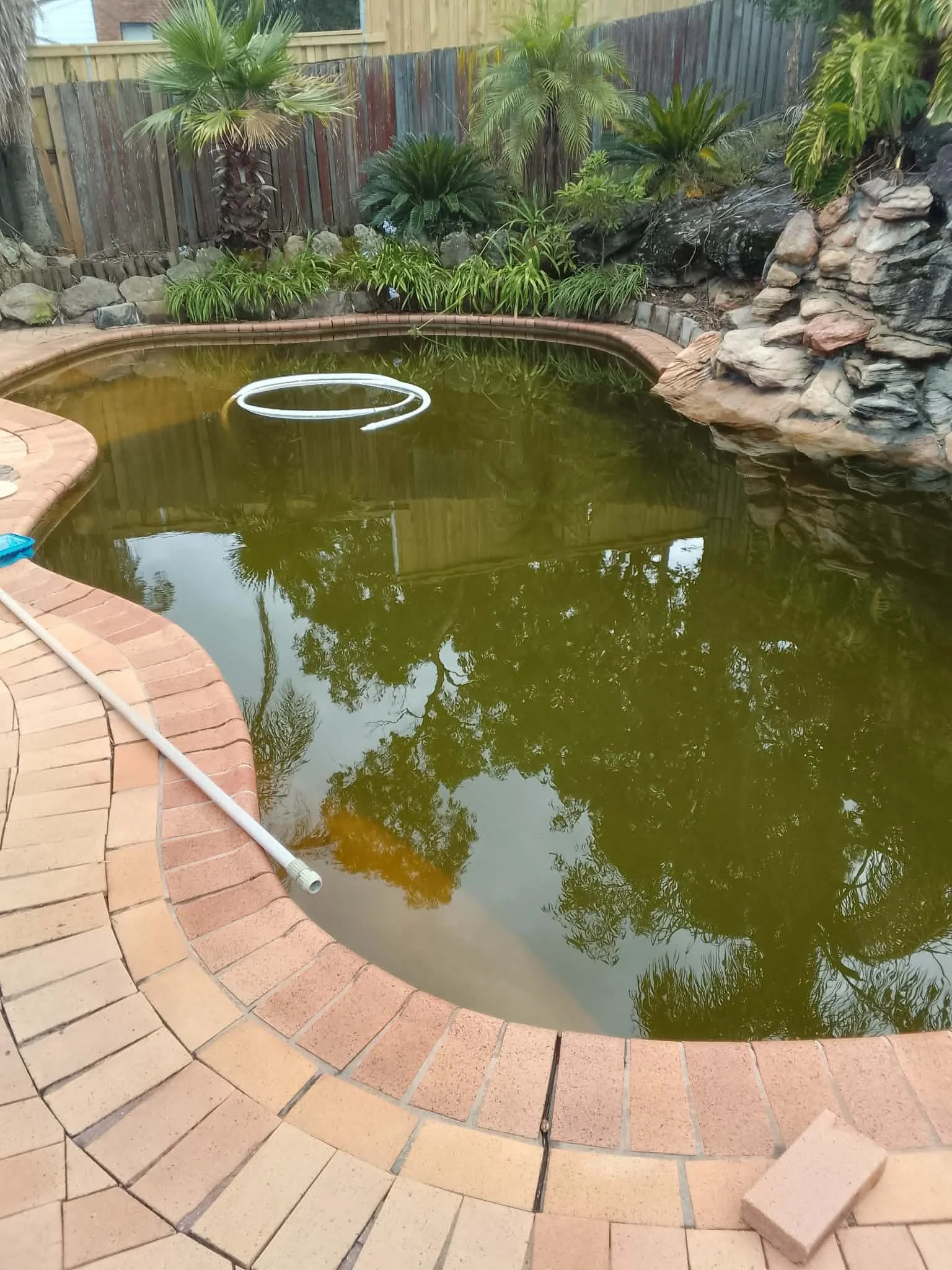 A backyard pond with greenish water surrounded by a brick patio and landscaped plants, including palm trees and rocks, with a wooden fence in the background.