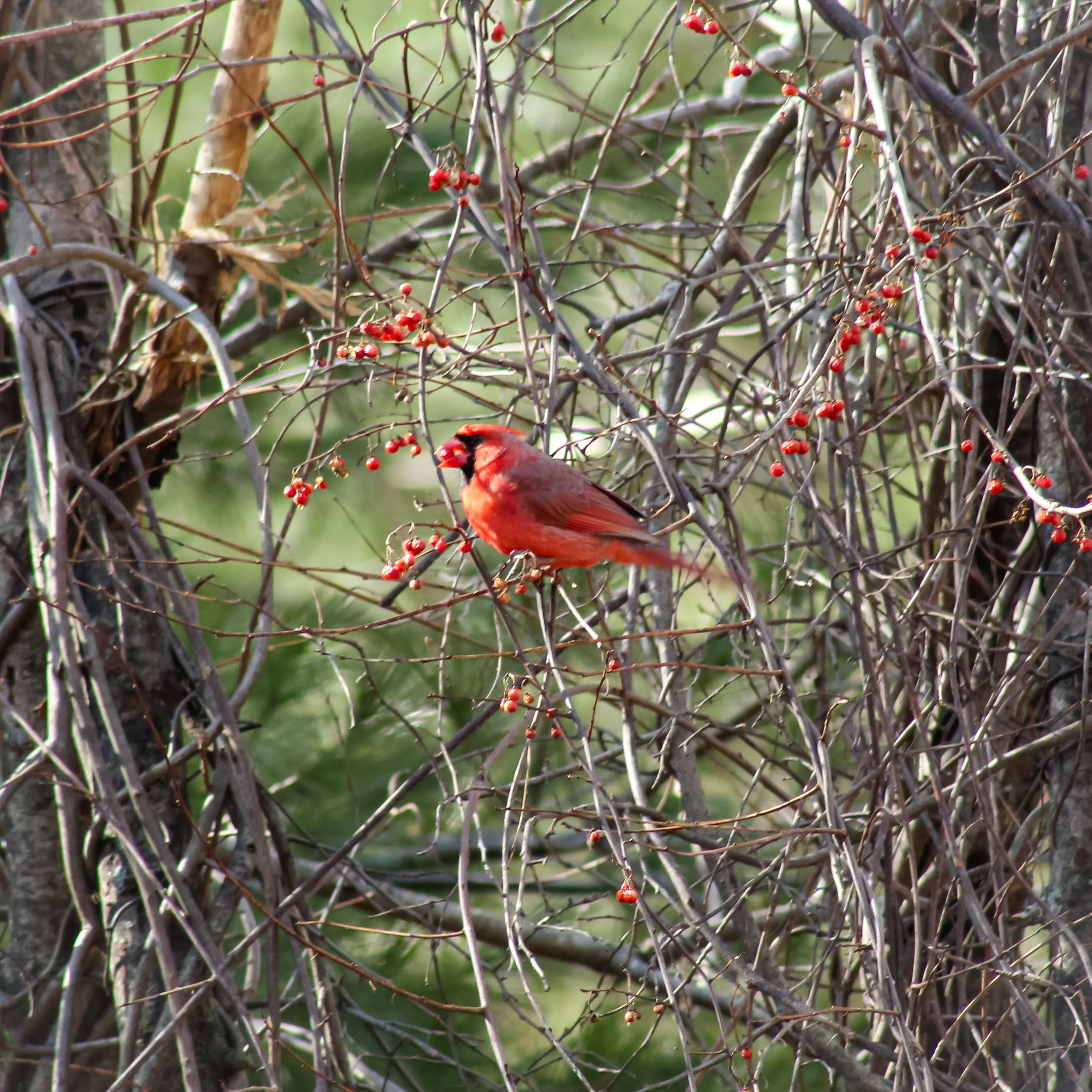 IMG_9008.jpg