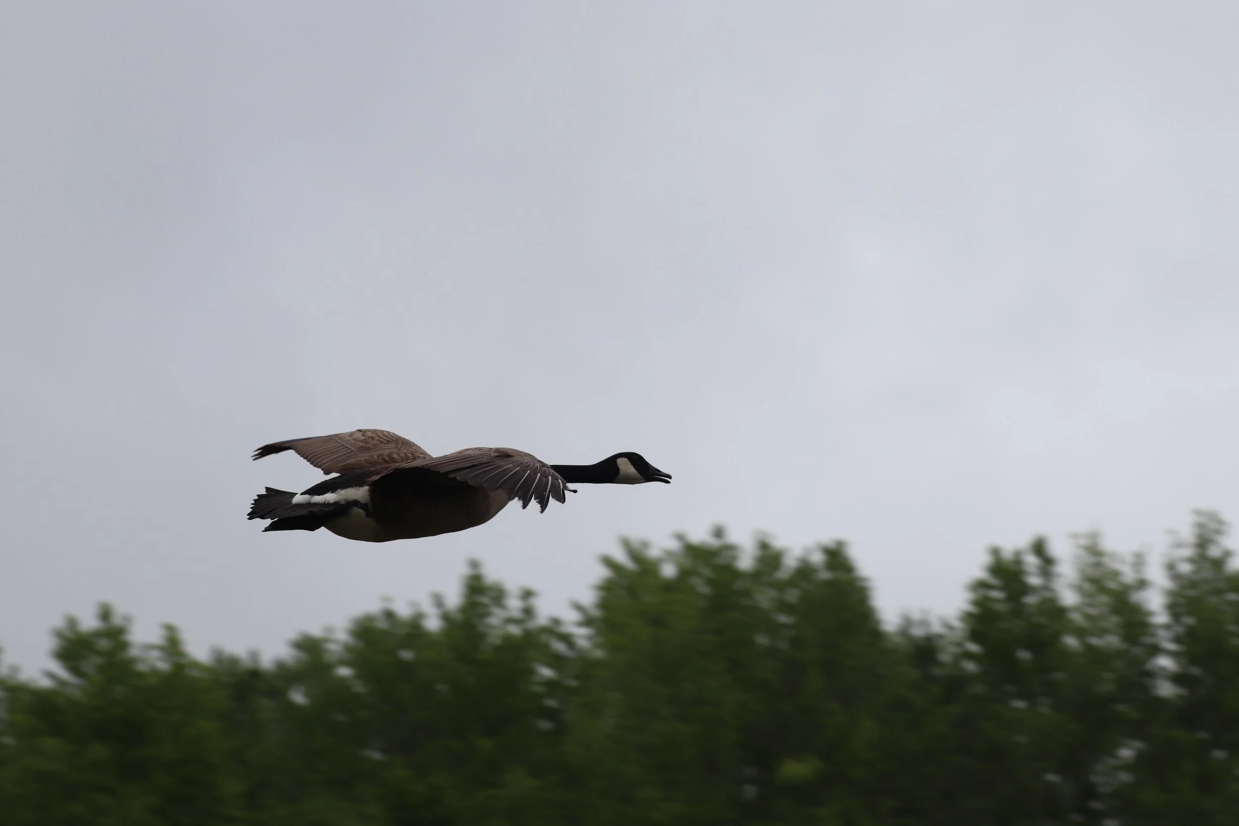 IMG_7682.JPG