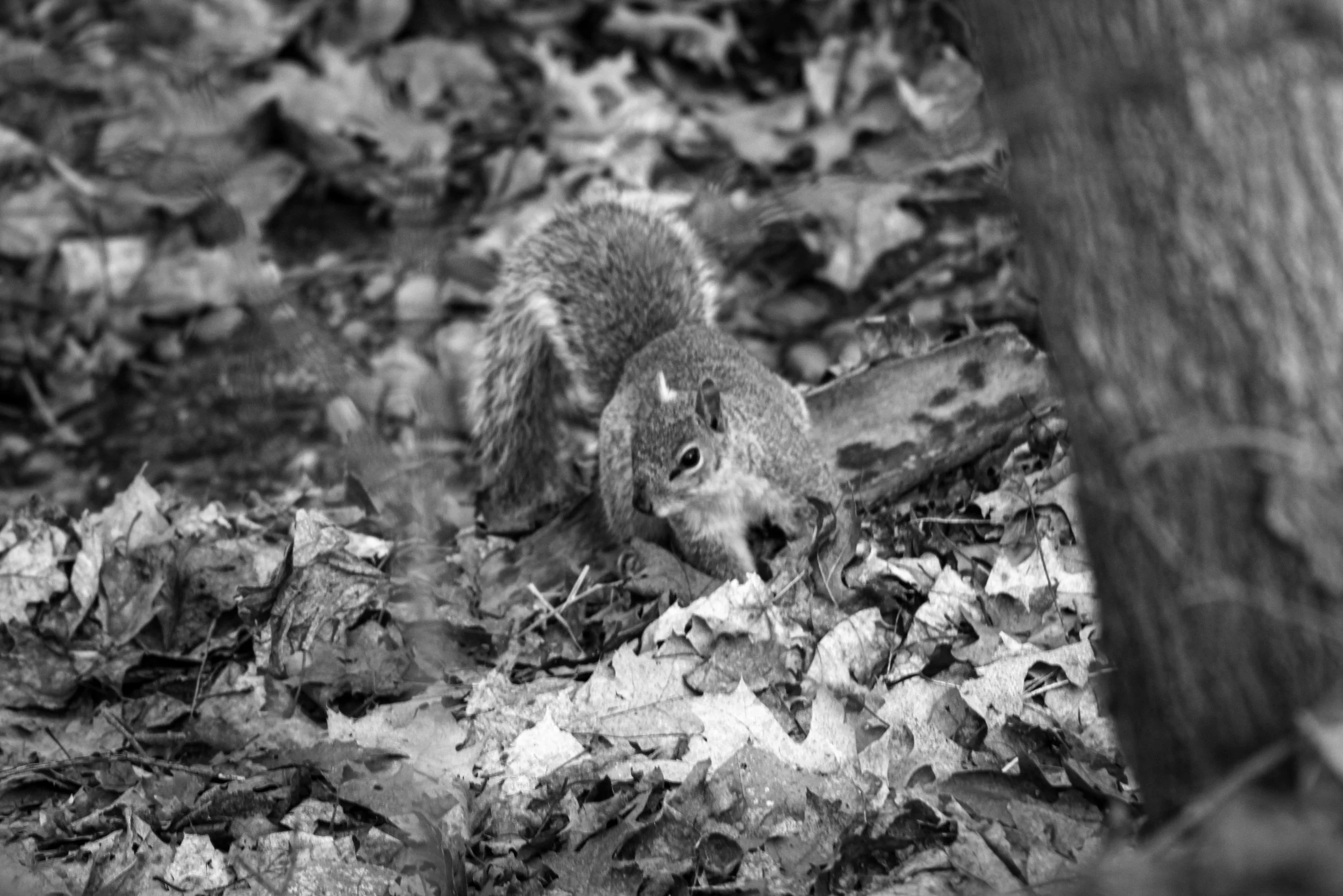 IMG_3117.jpg