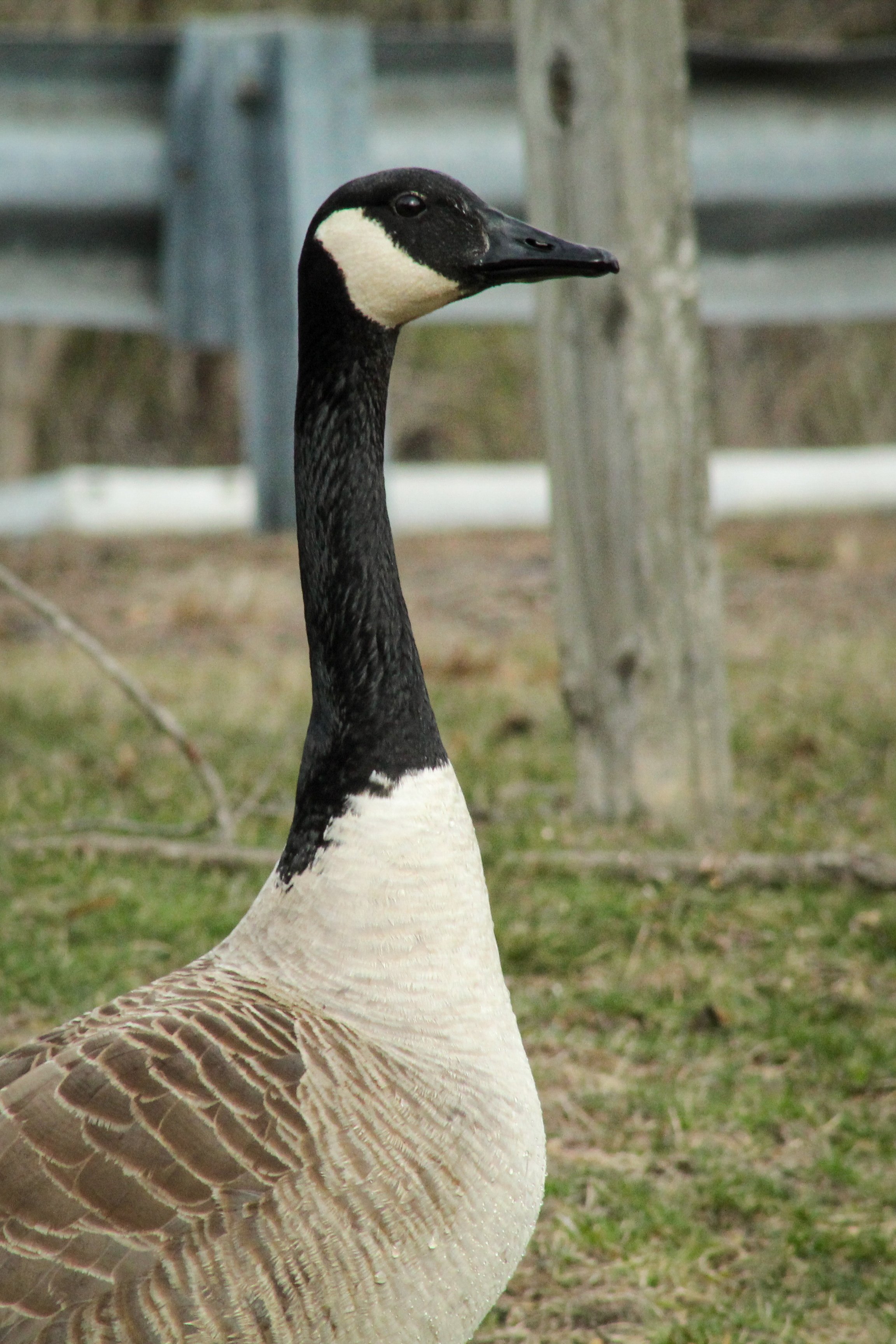 IMG_9877.jpg