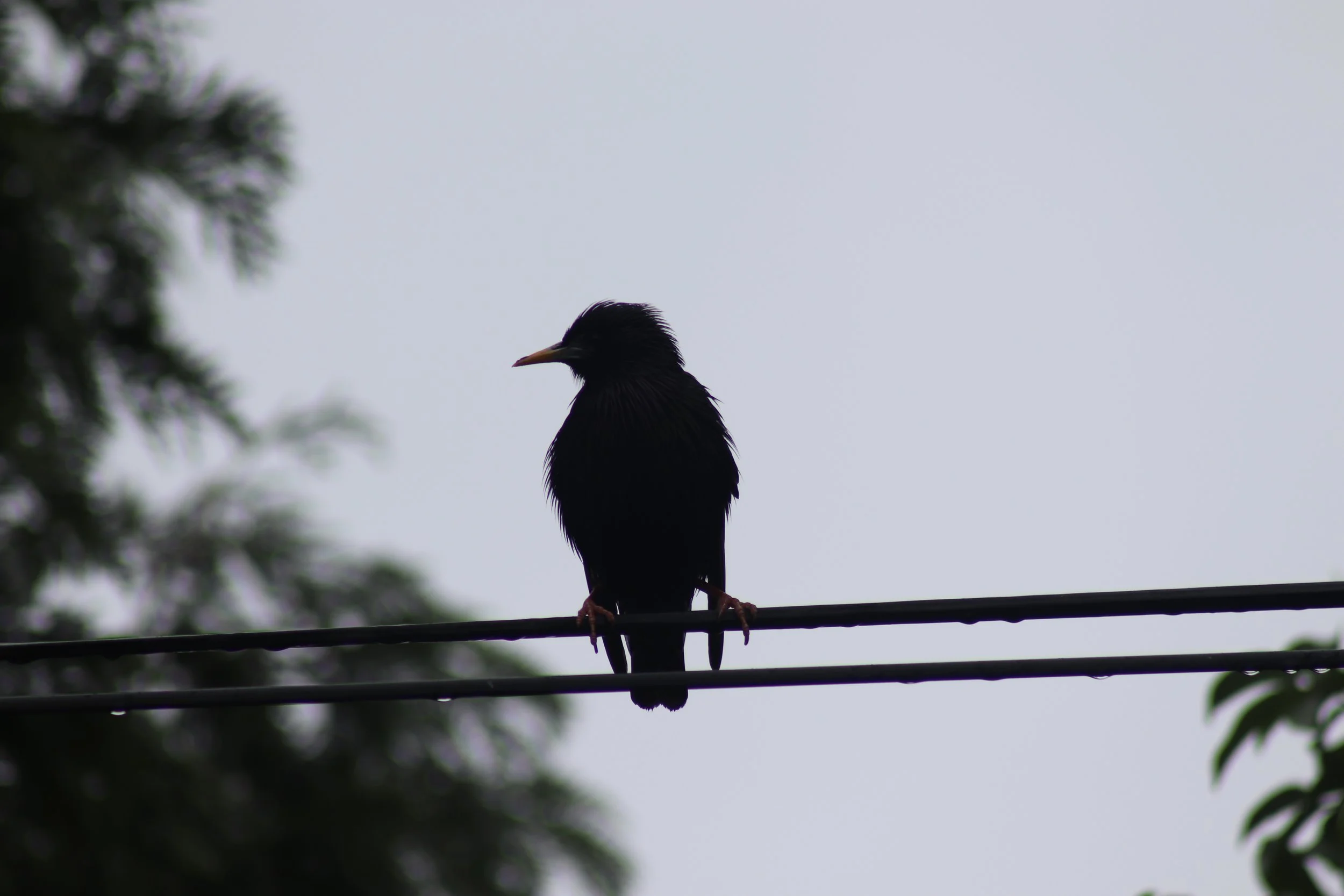 IMG_7514.JPG