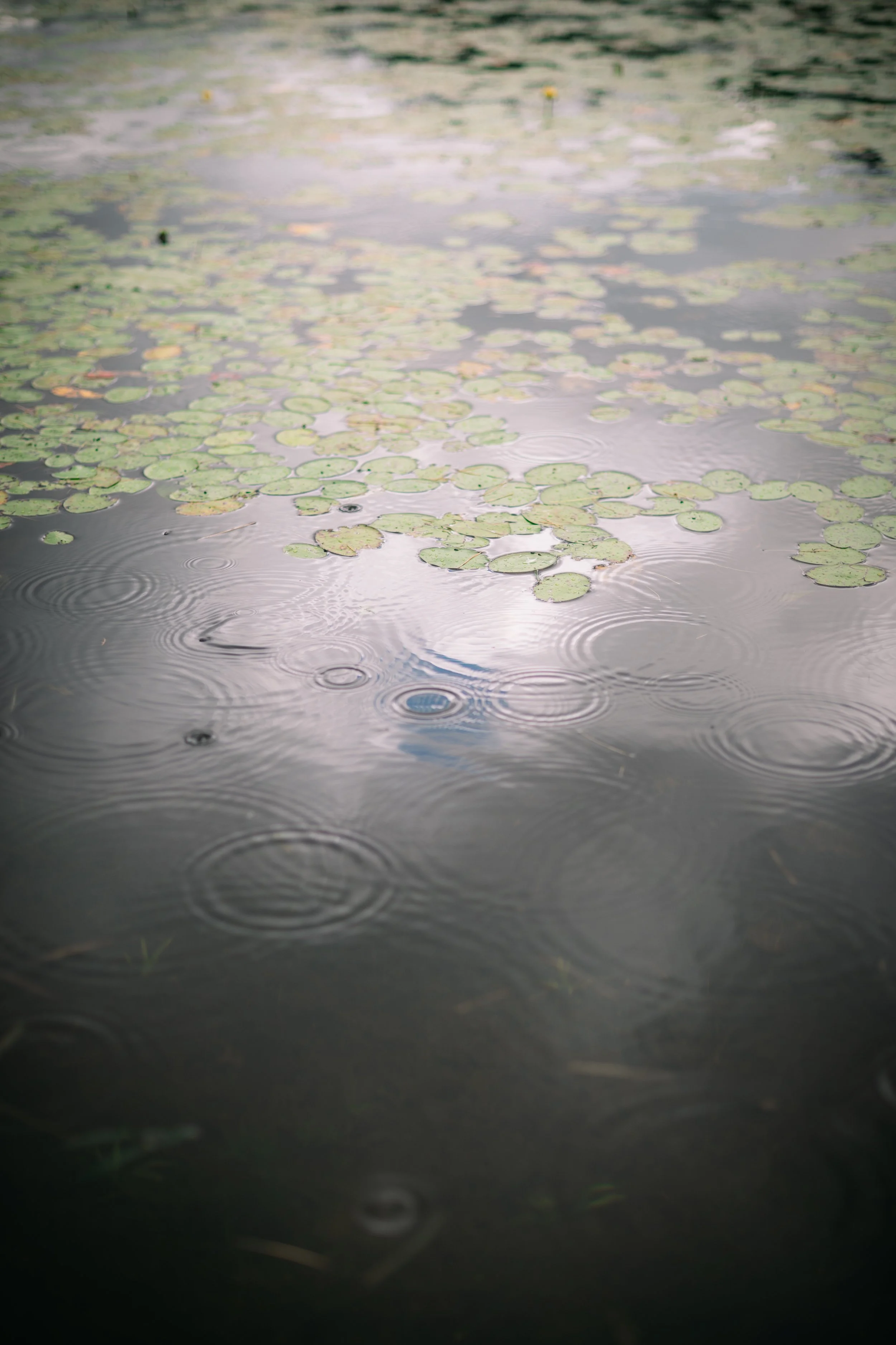rain on the pond