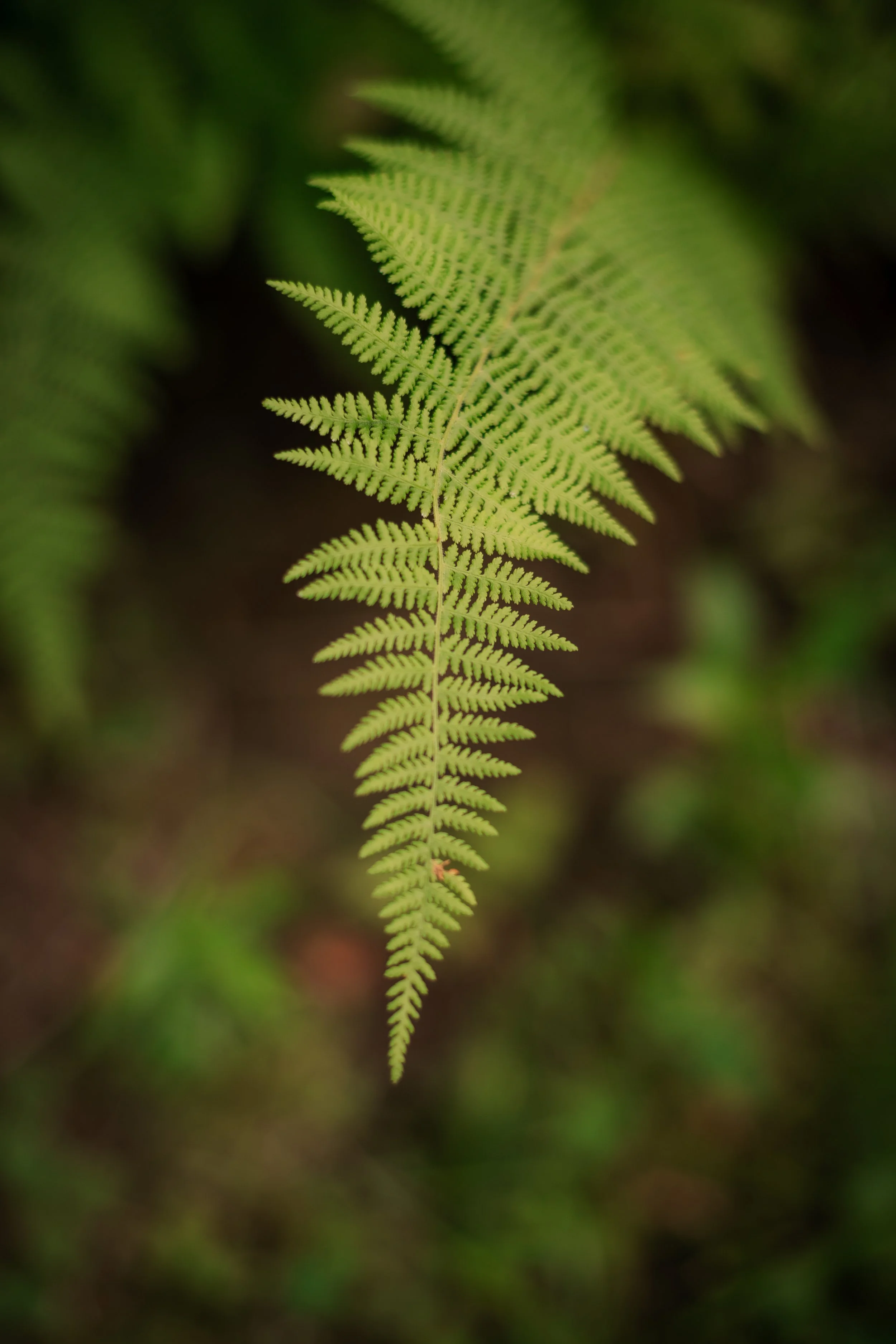 fern