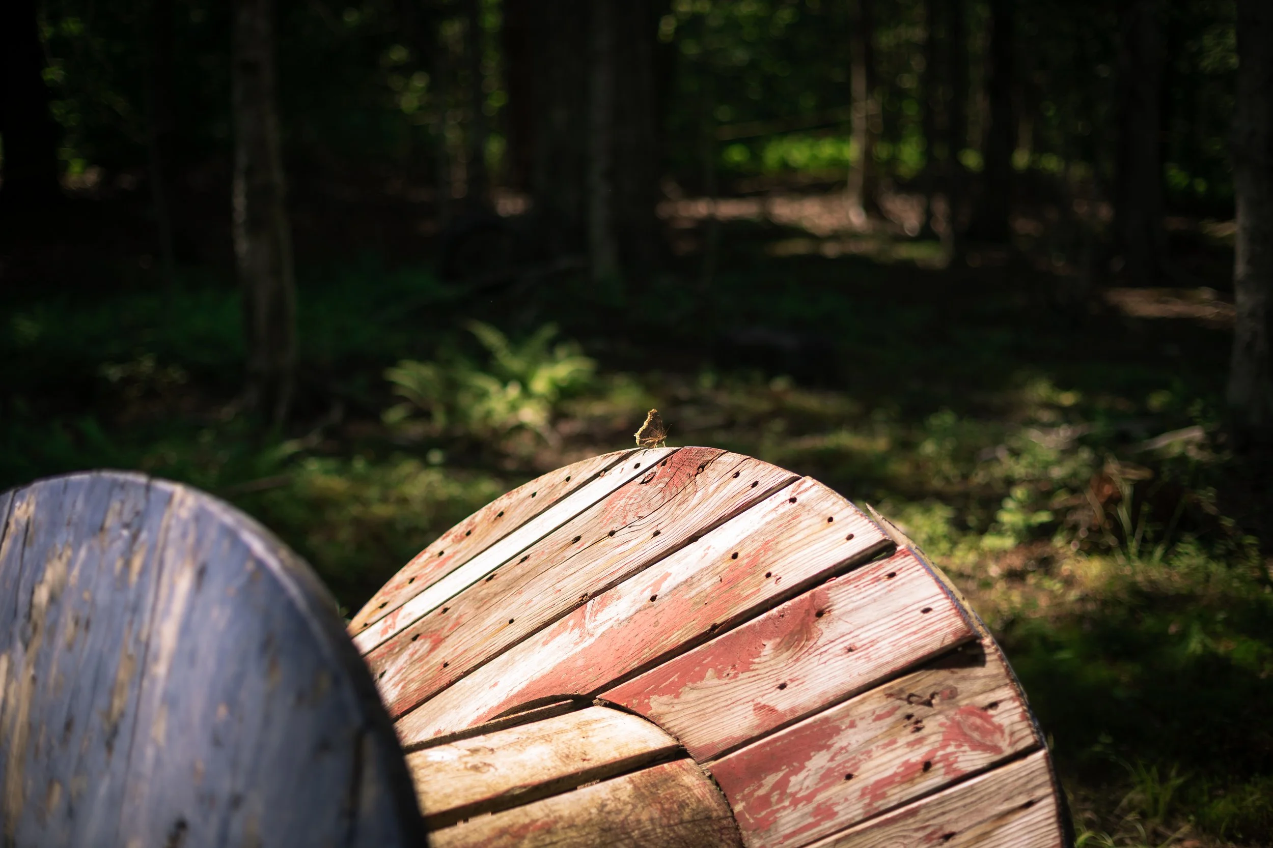 butterfly at paintball!