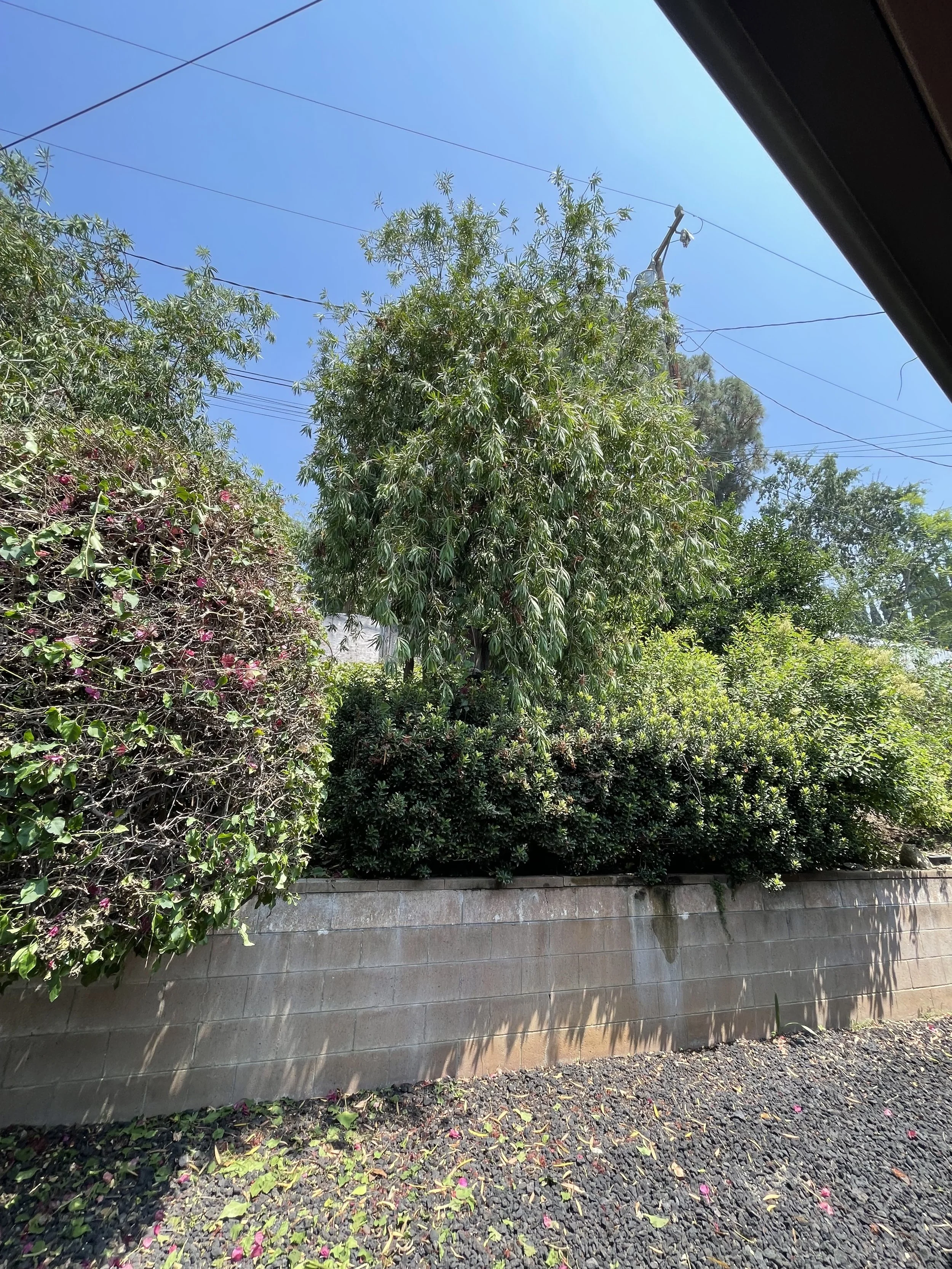 IMG_1613.jpeg