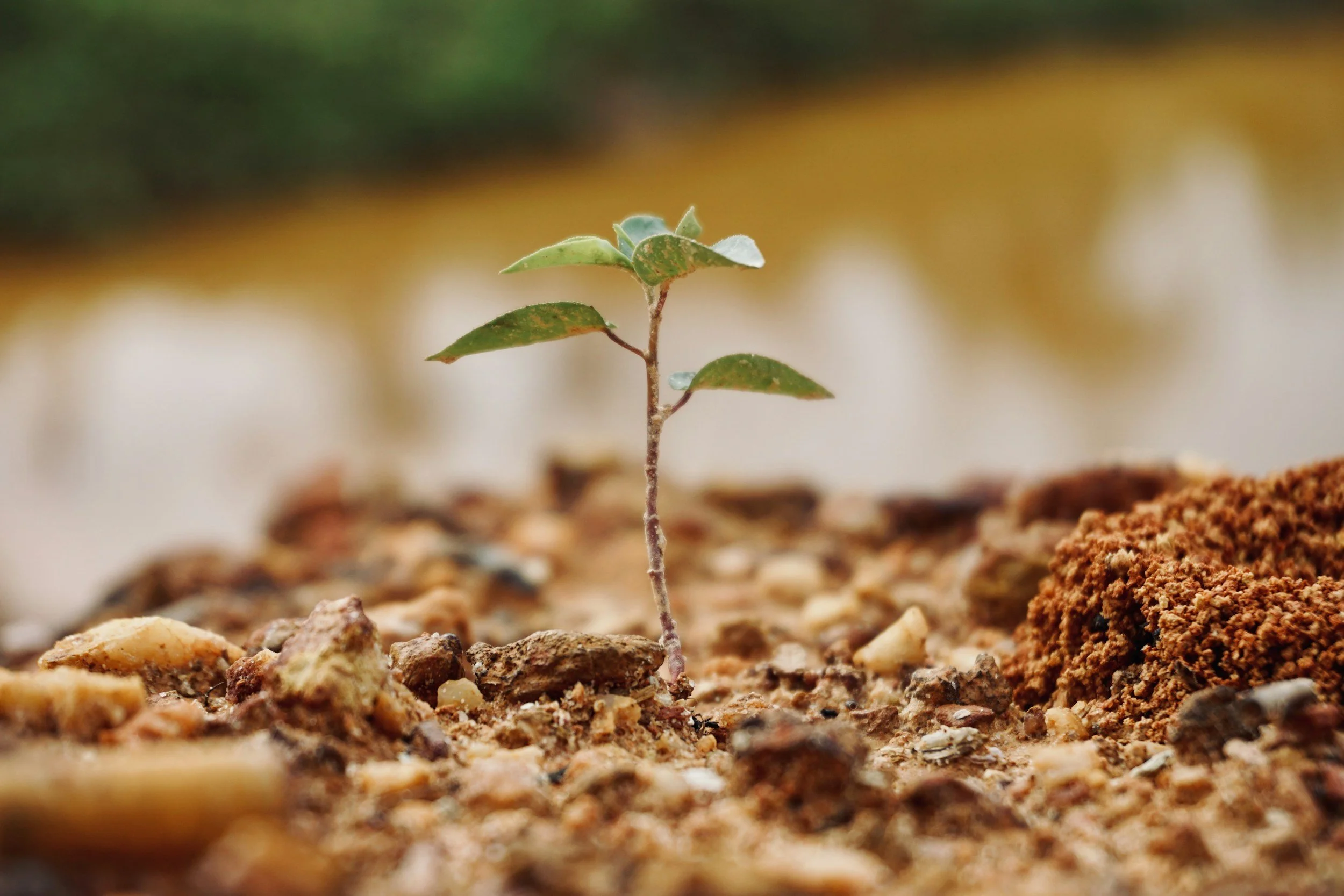 A small plant with green leaves growing in soil among small rocks and organic matter.